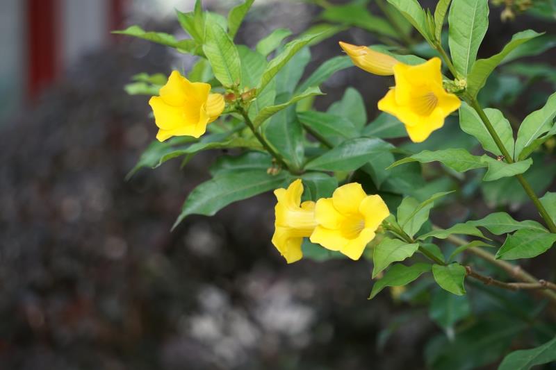 黄蝉,最是一树明媚