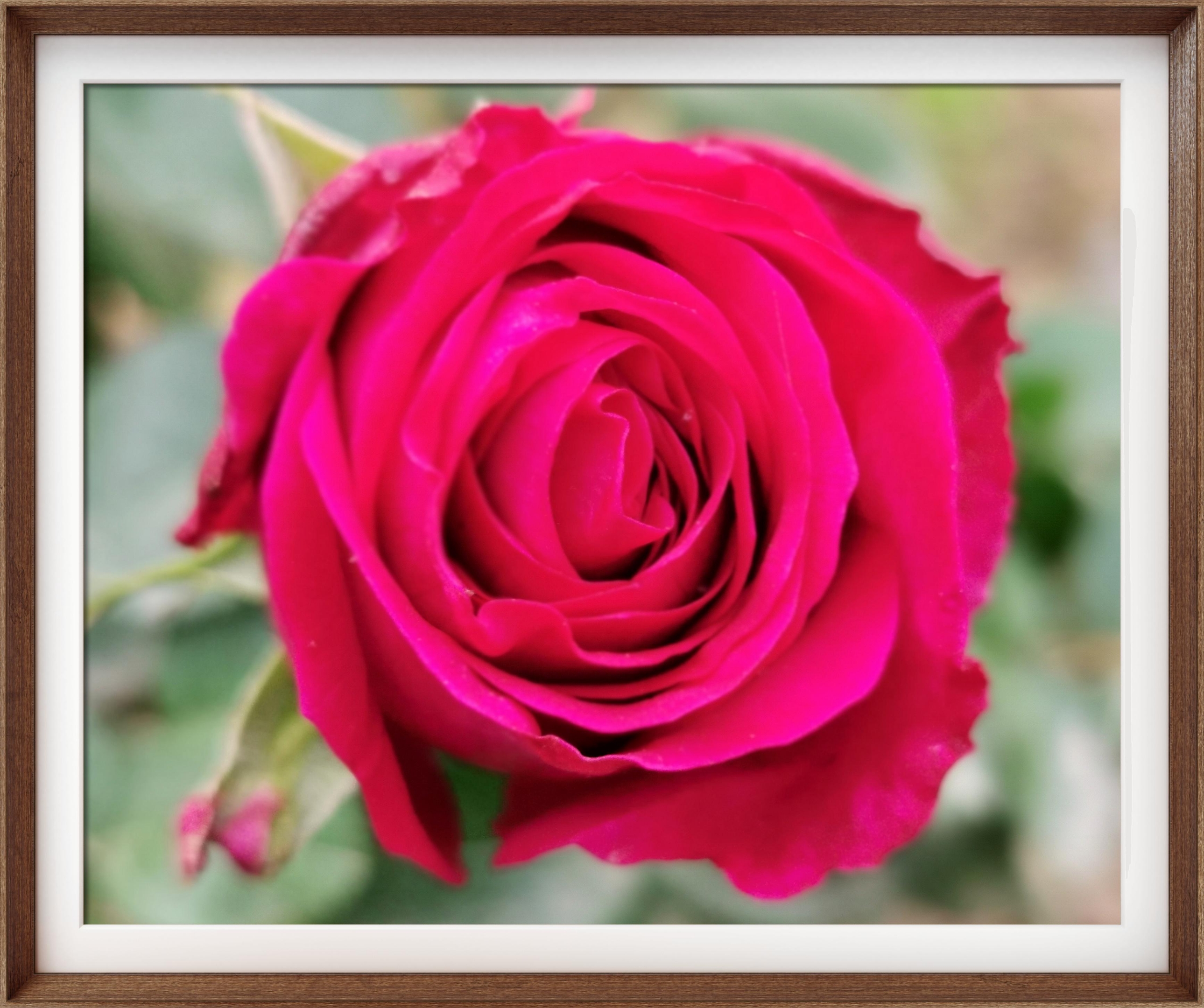 【首发】月季花