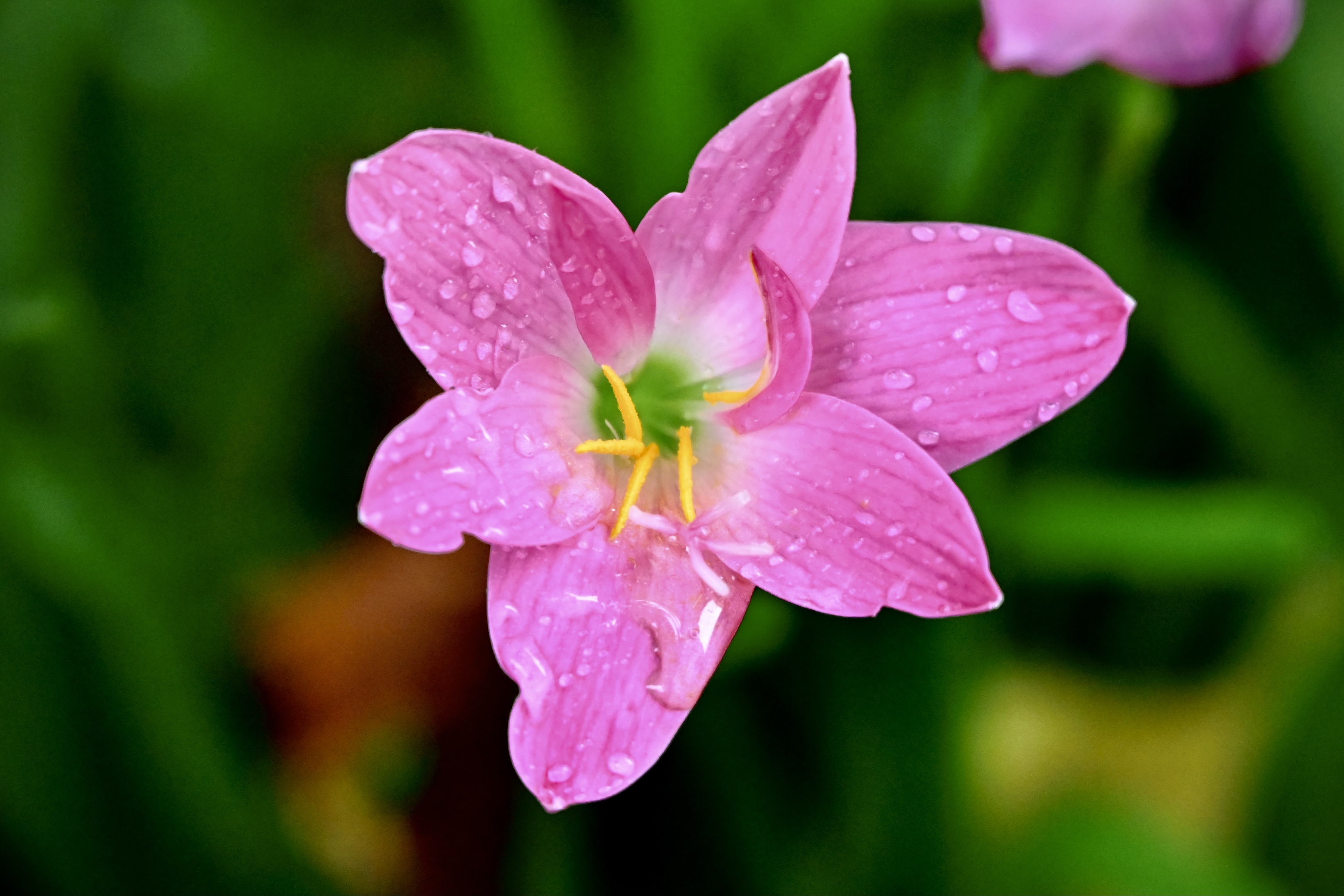 首发〕粉红佳人