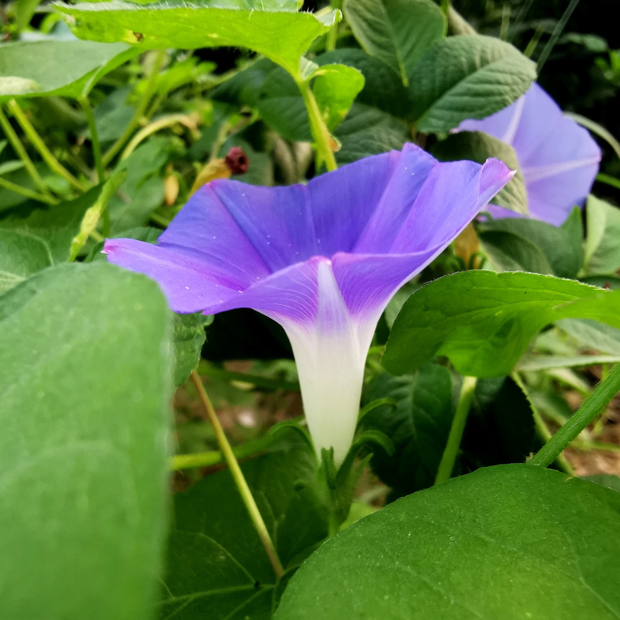 盛夏的牵牛花【原创】