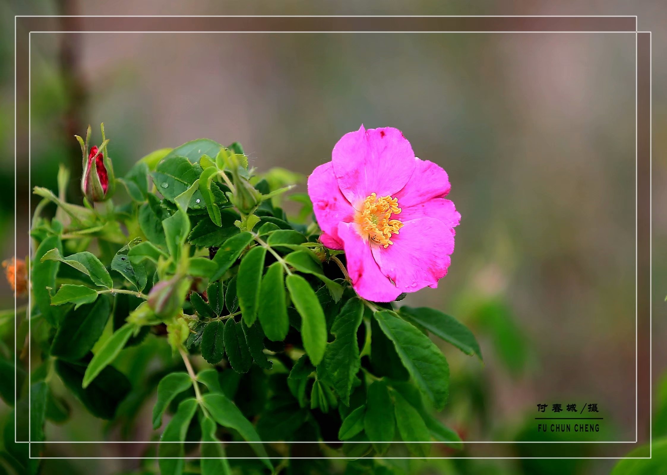 (原创首发)顽强的山刺玫
