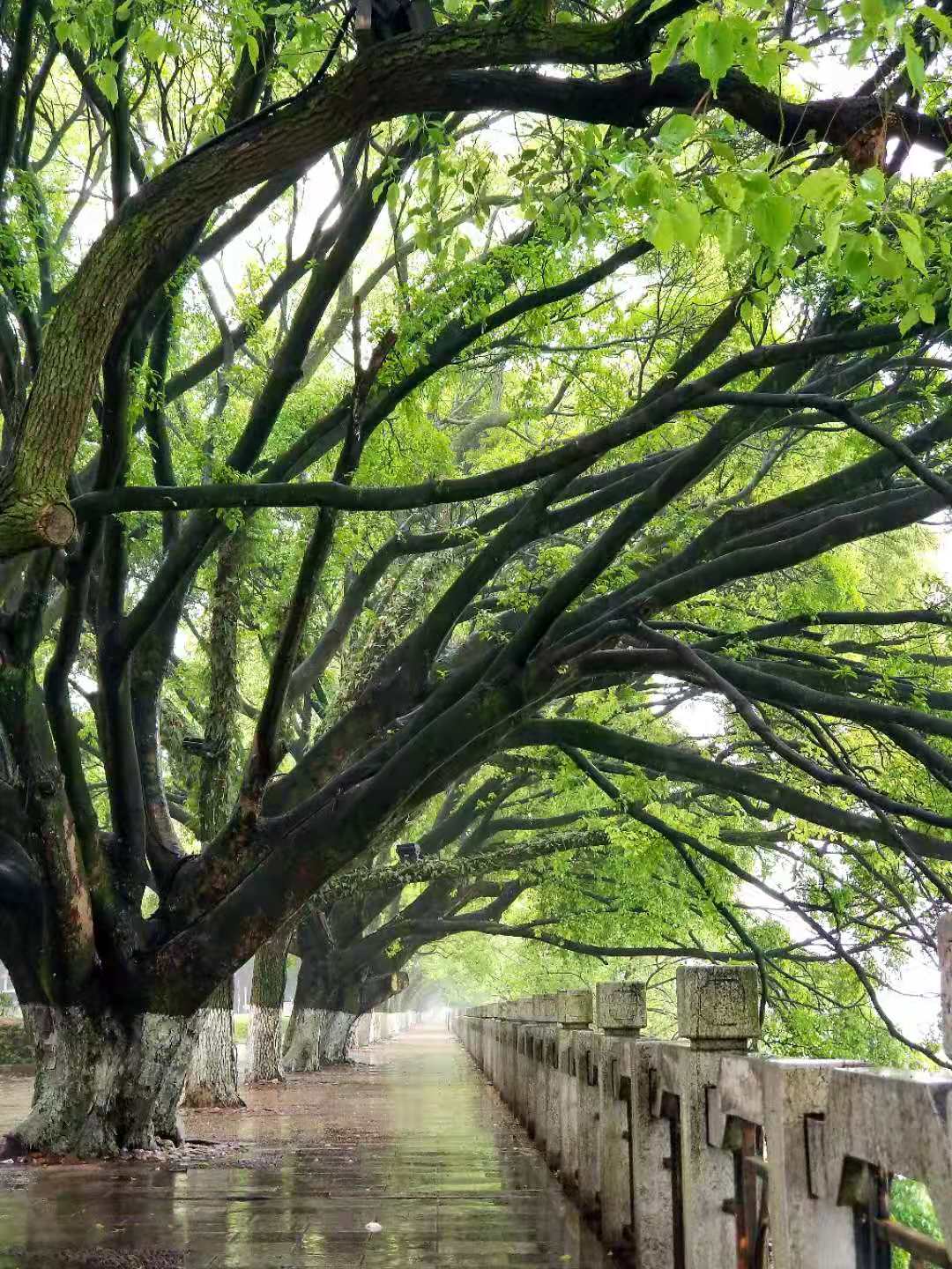 【西窗剪烛】诗词合集(第438集)【原创首发】