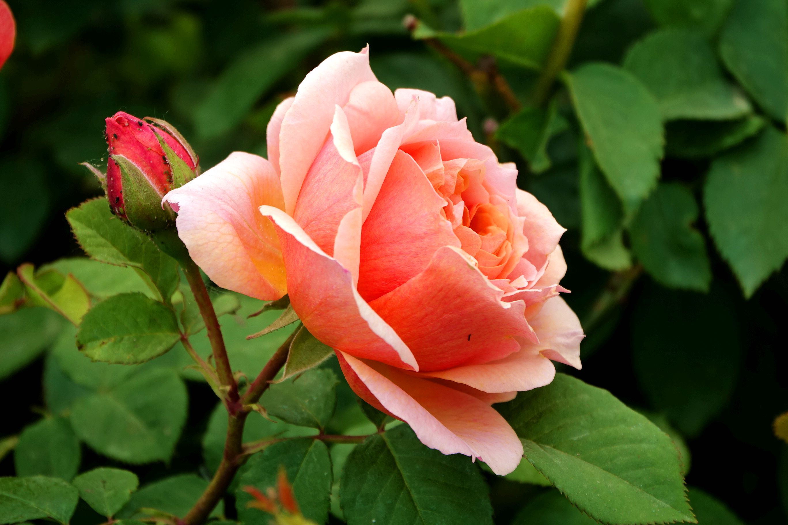 月季花开在婚纱摄影城