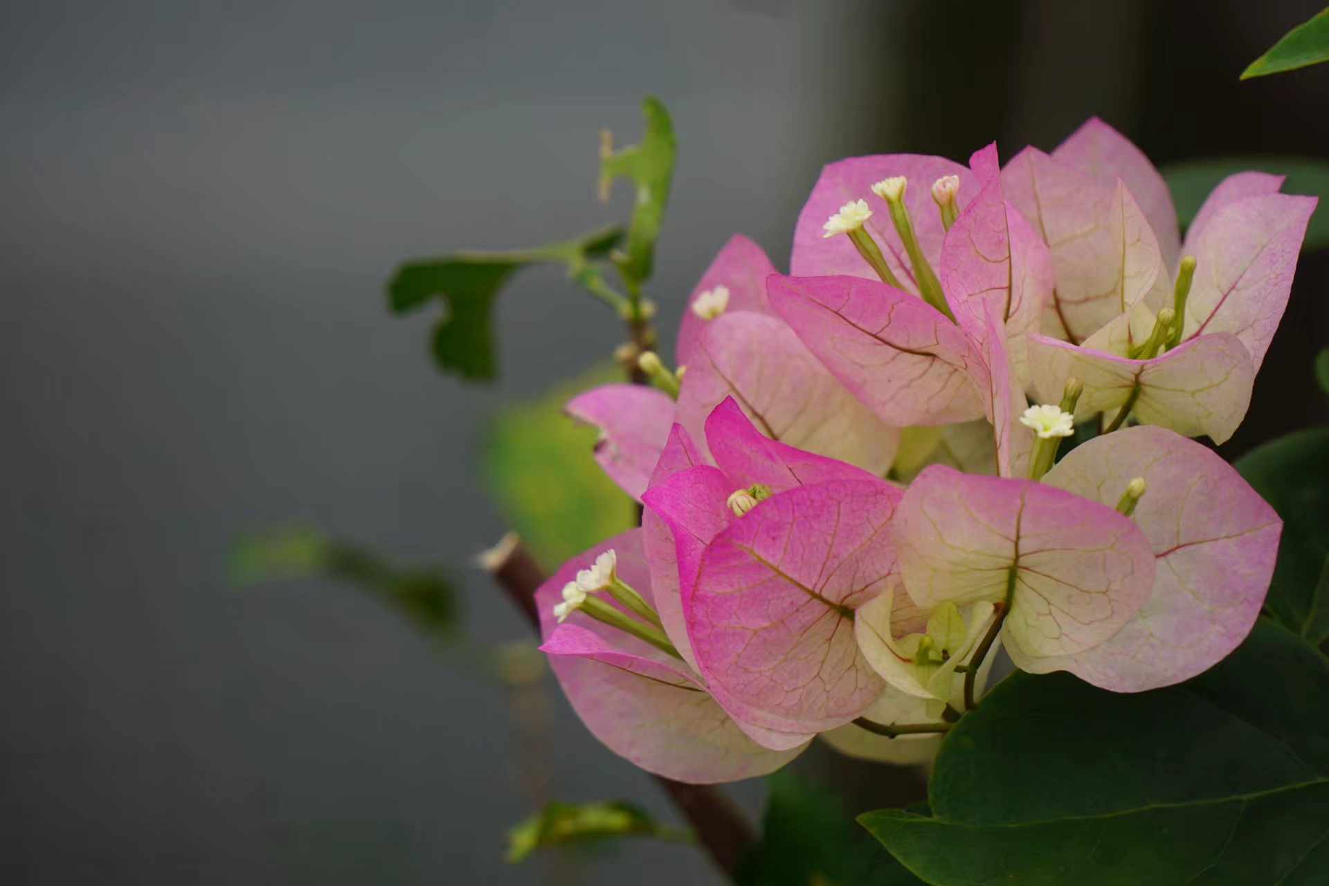 (首發)隨拍花草—勒杜鵑