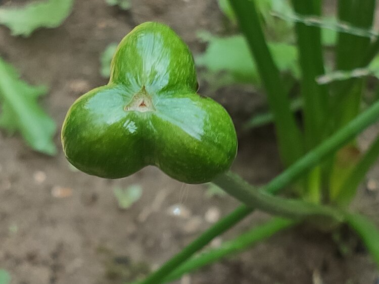 原创文字美丽的葱莲也有种子