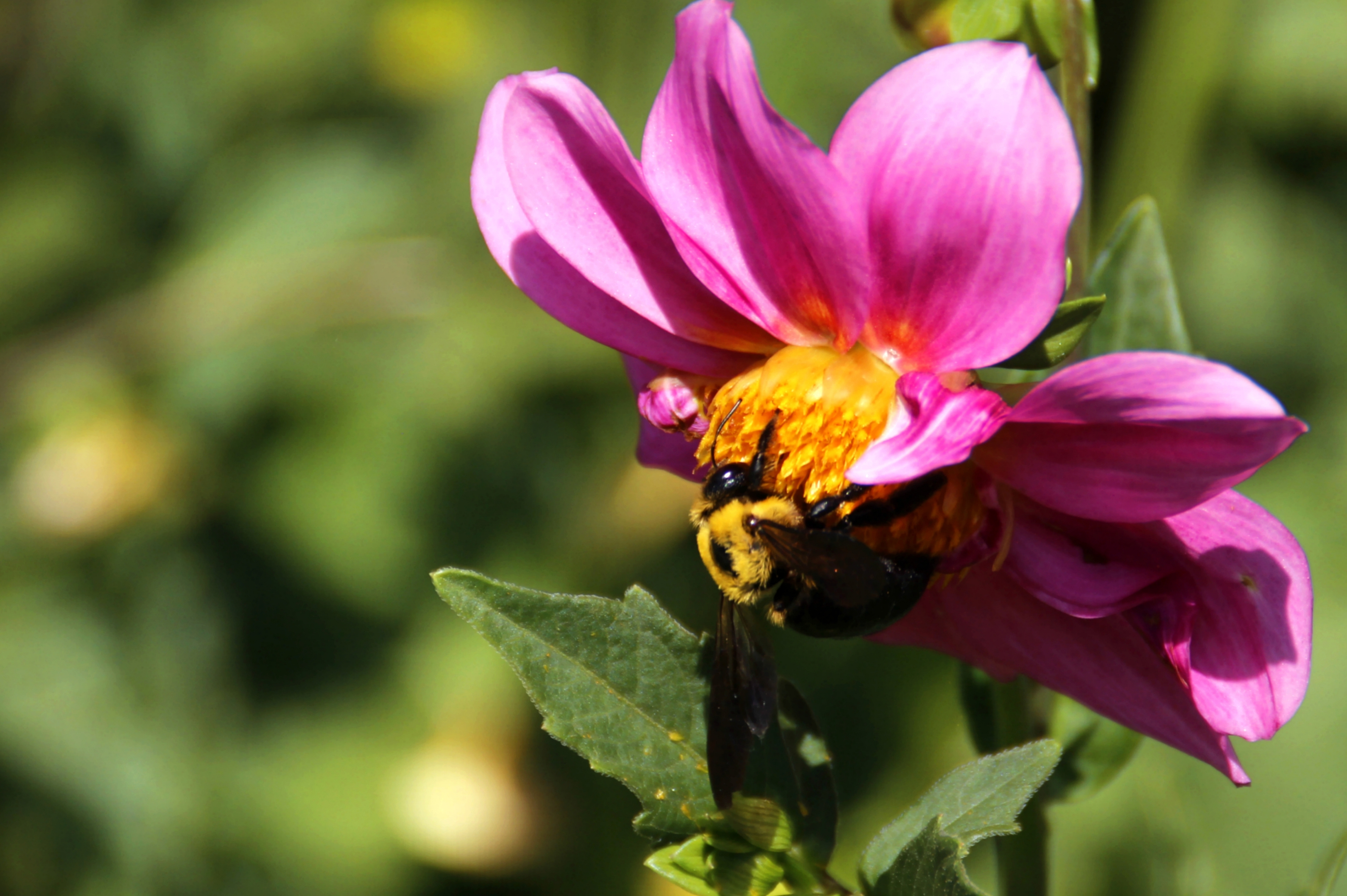 【首发】大熊蜂&小丽花②