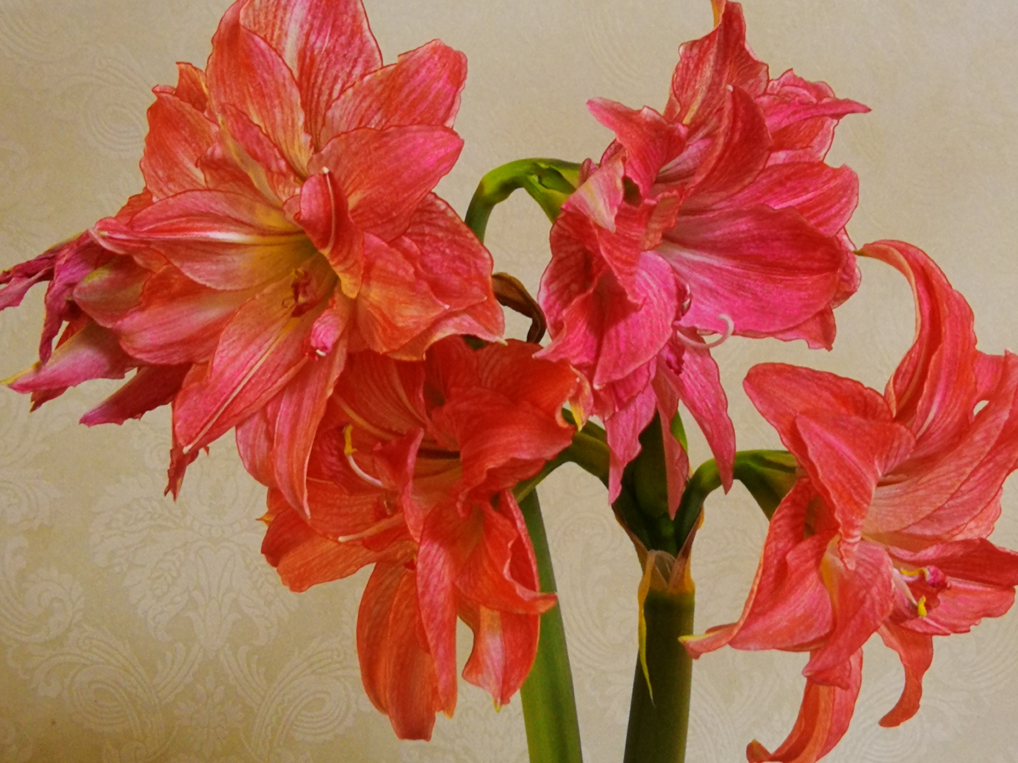 柱頂紅,孤梃花,華胄蘭,百子蓮,炮打四門別稱百合亞目亞目hippeastrum