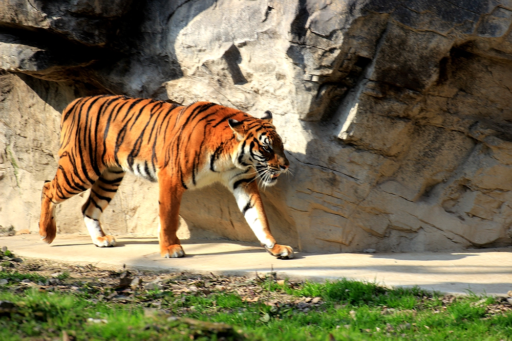 上海動物園動物抓拍集錦