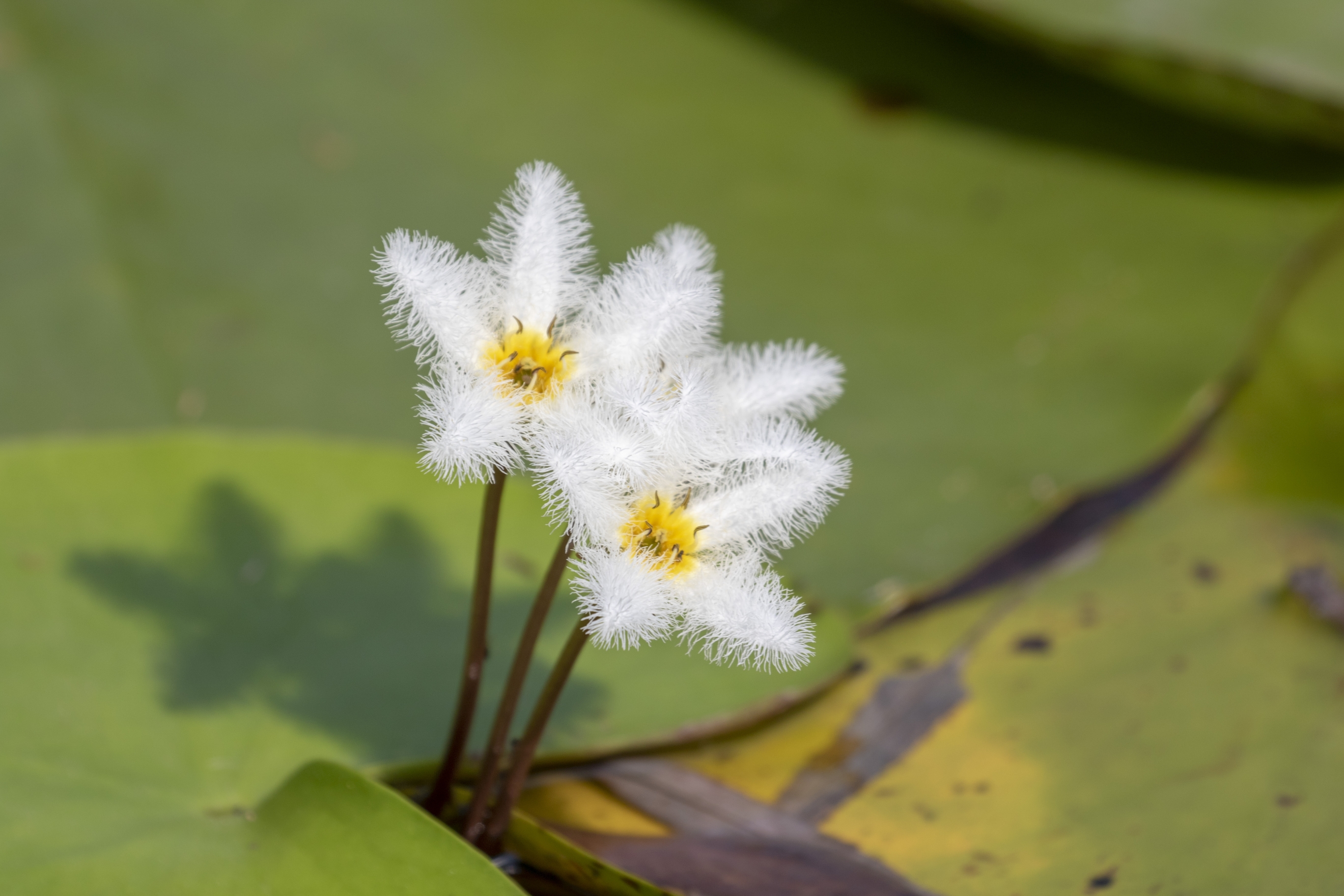 【首发】金银莲花(4)