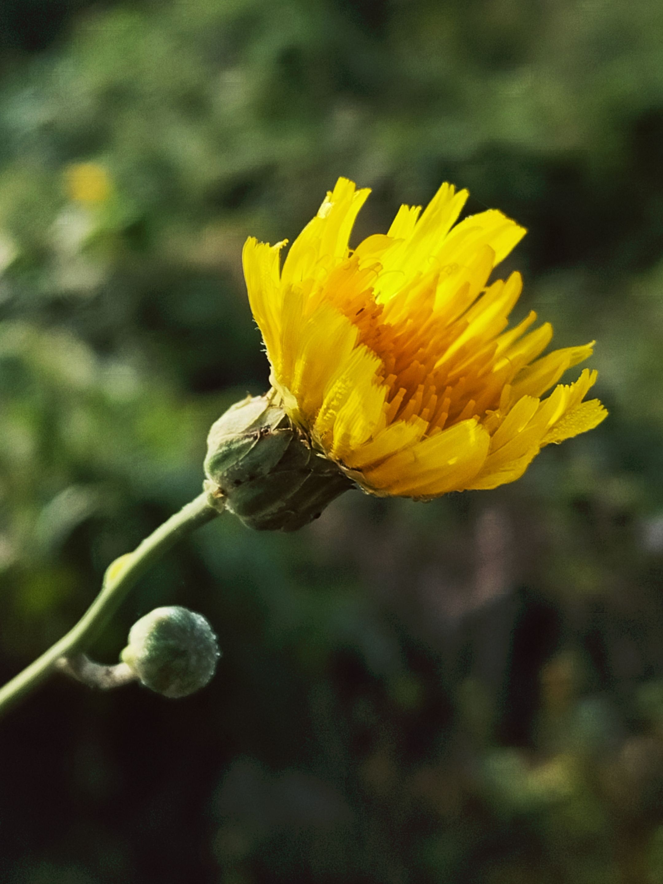 苦菊开花图片