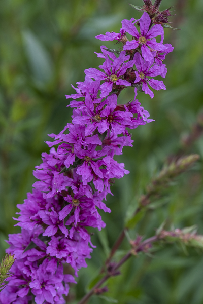 林荫鼠尾草(首发)