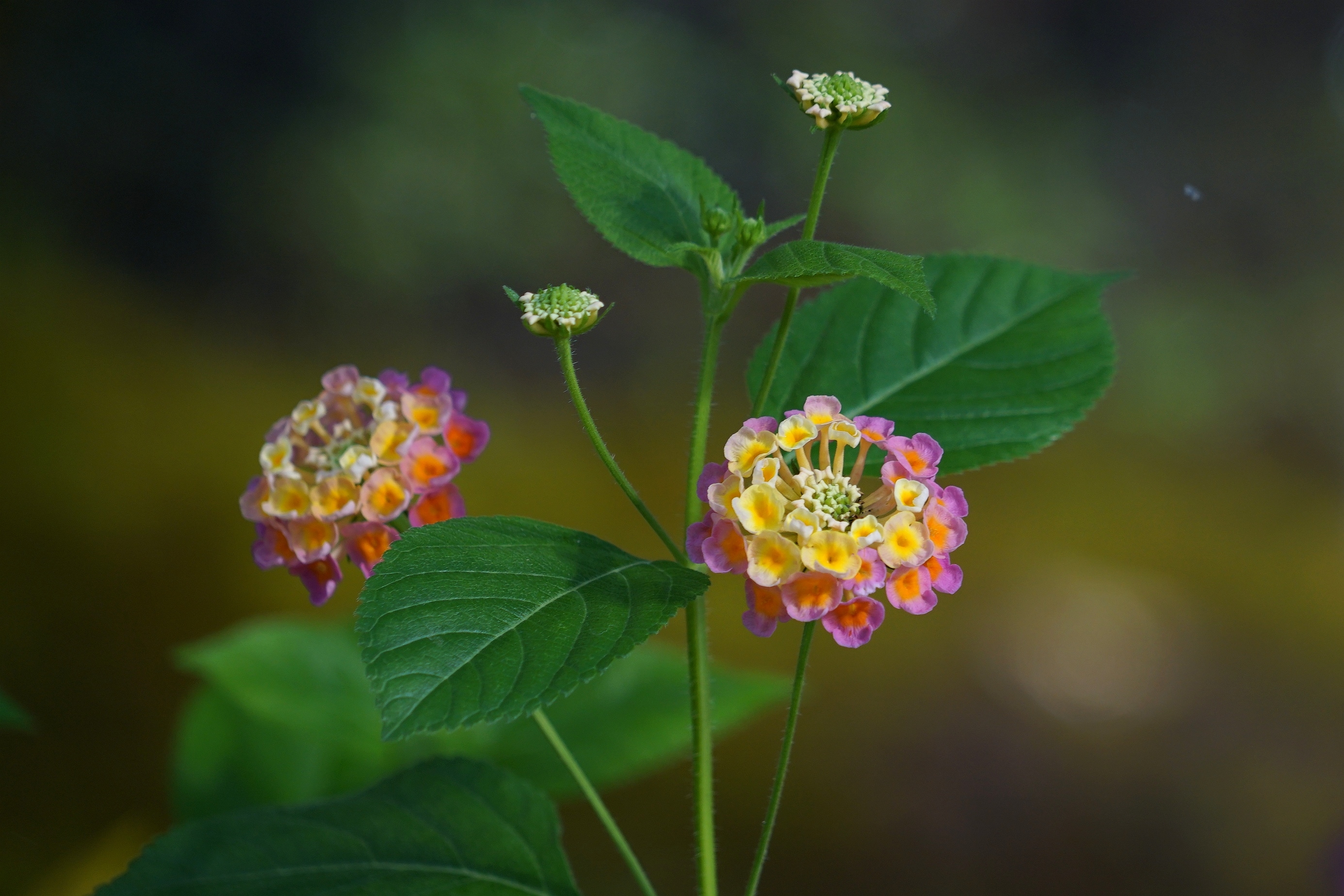 色彩斑斓马樱丹