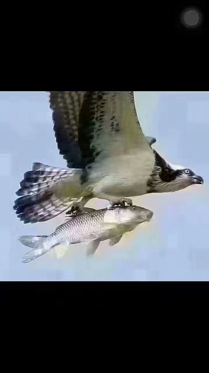 老鹰抓鱼飞上天寓意图片