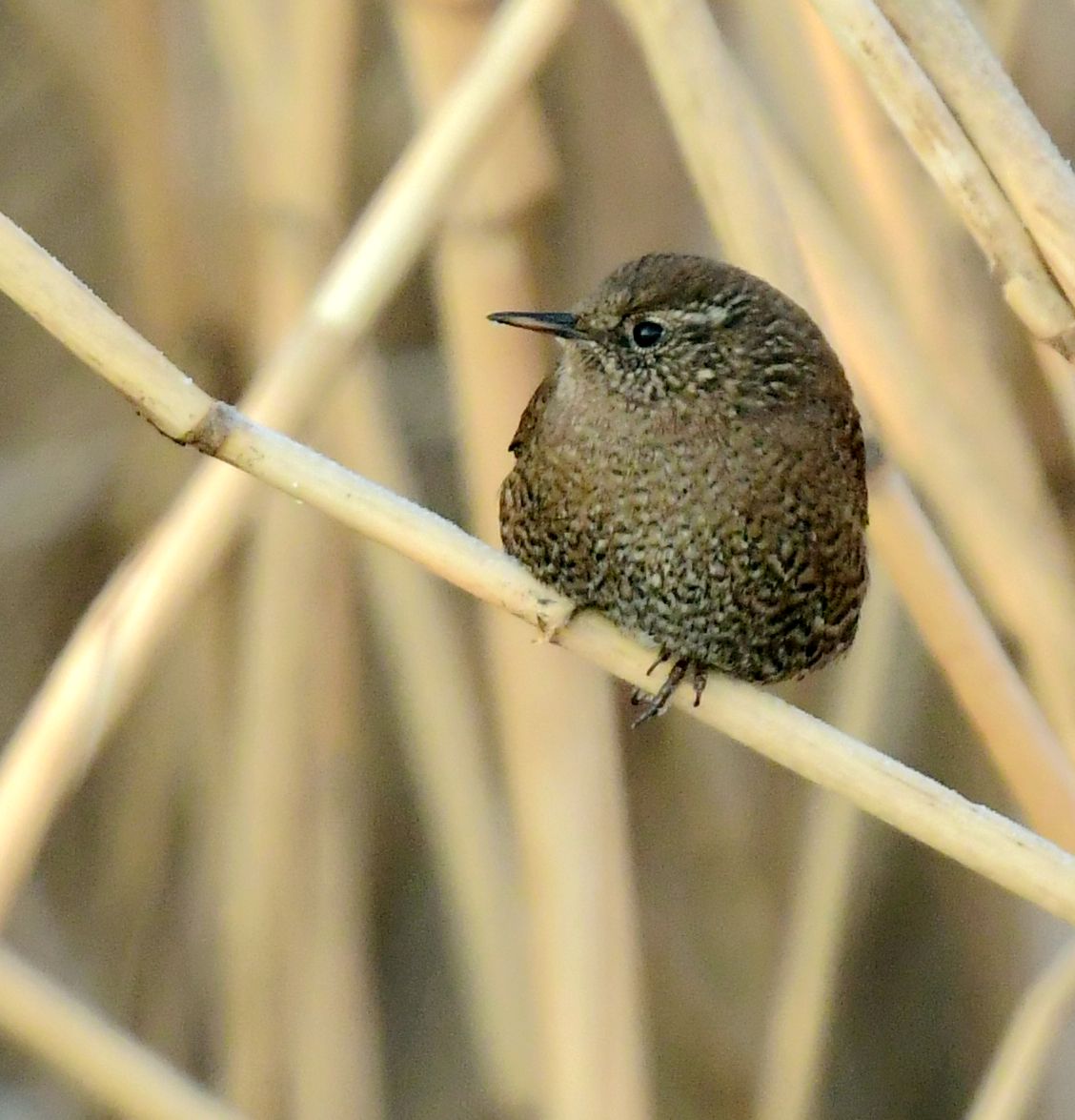小小的鸟儿一一鹪鹩【首发】