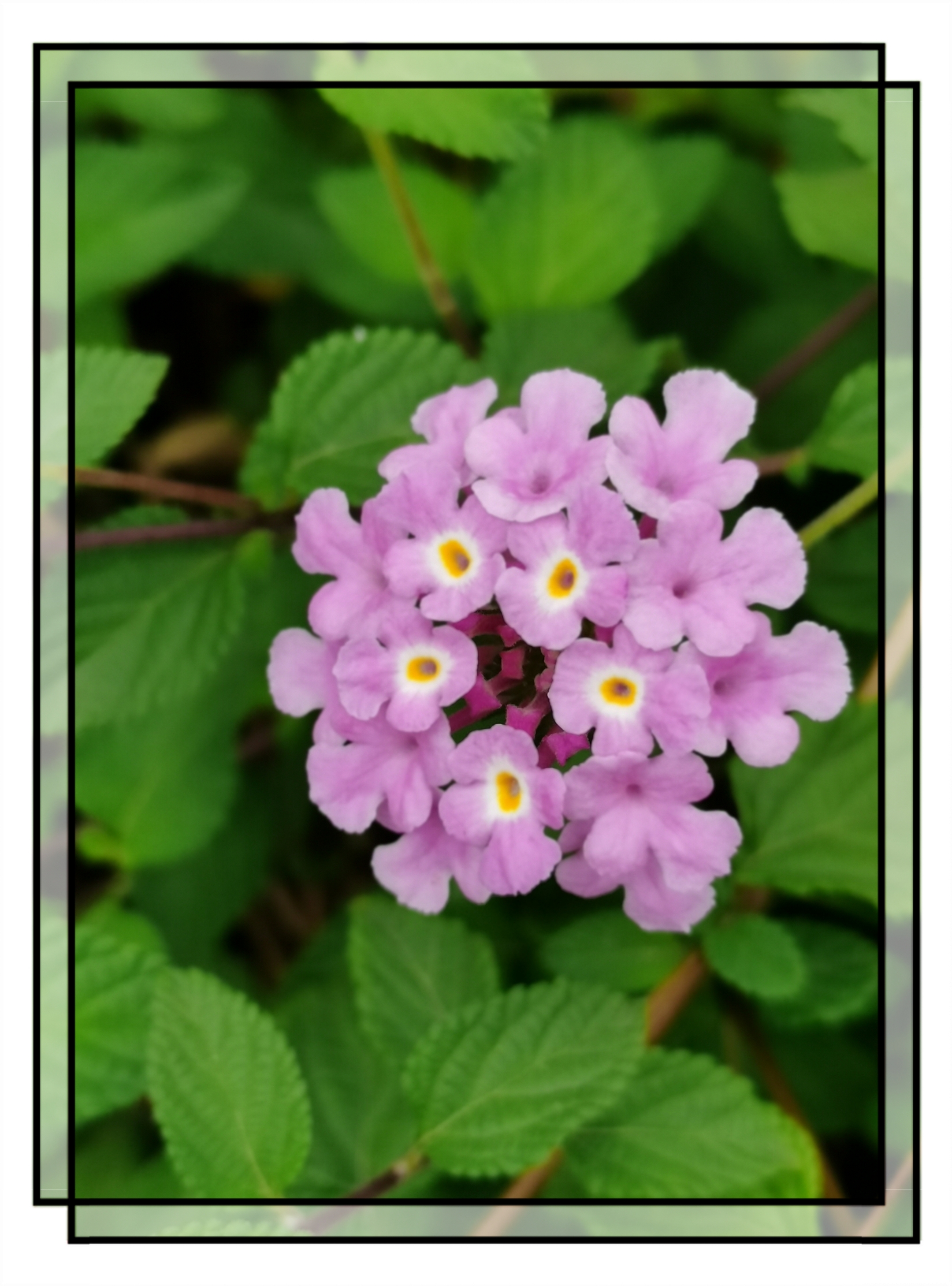 蔓马缨丹的小紫花【首发】