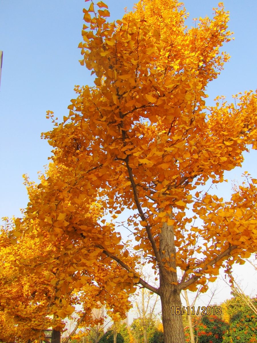 一棵深秋的银杏树