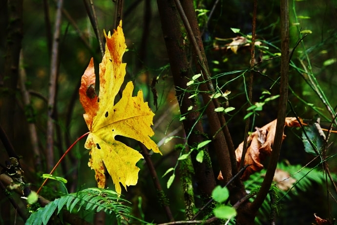 秋雨绵绵落叶无声