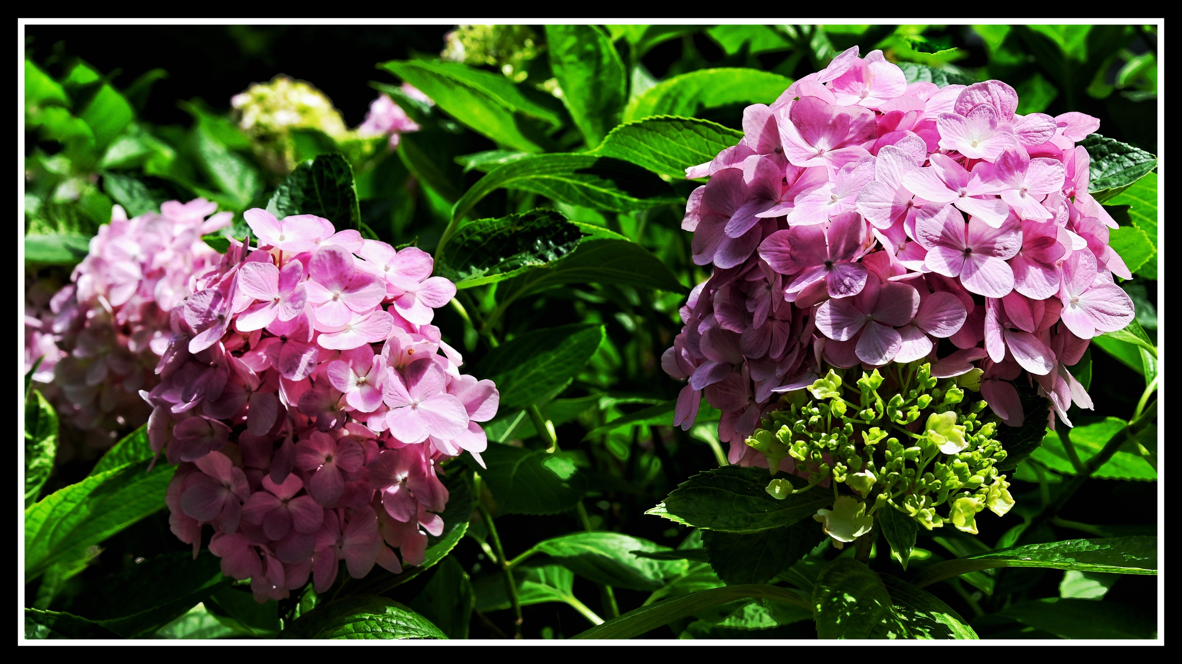 八仙绣球花《首发》