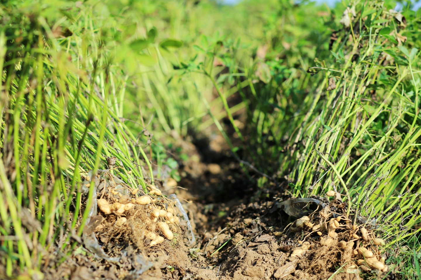 犁尖划开土地,露出花生果实现在是机器刨花生