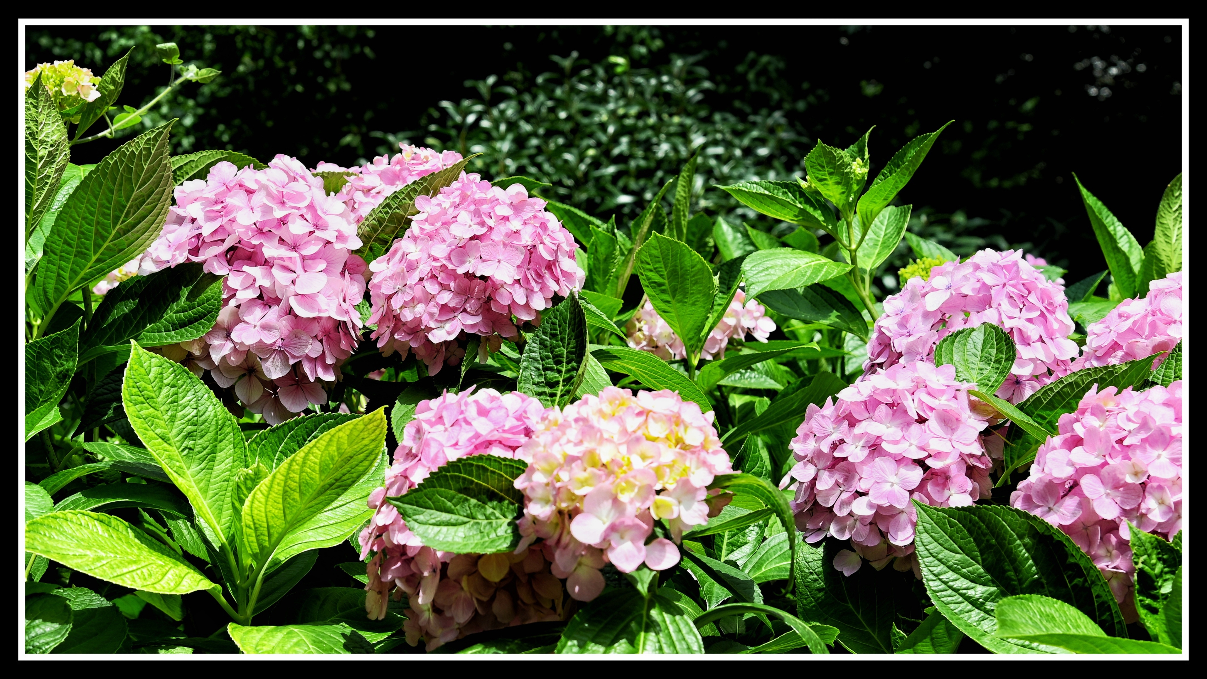 八仙绣球花《首发》