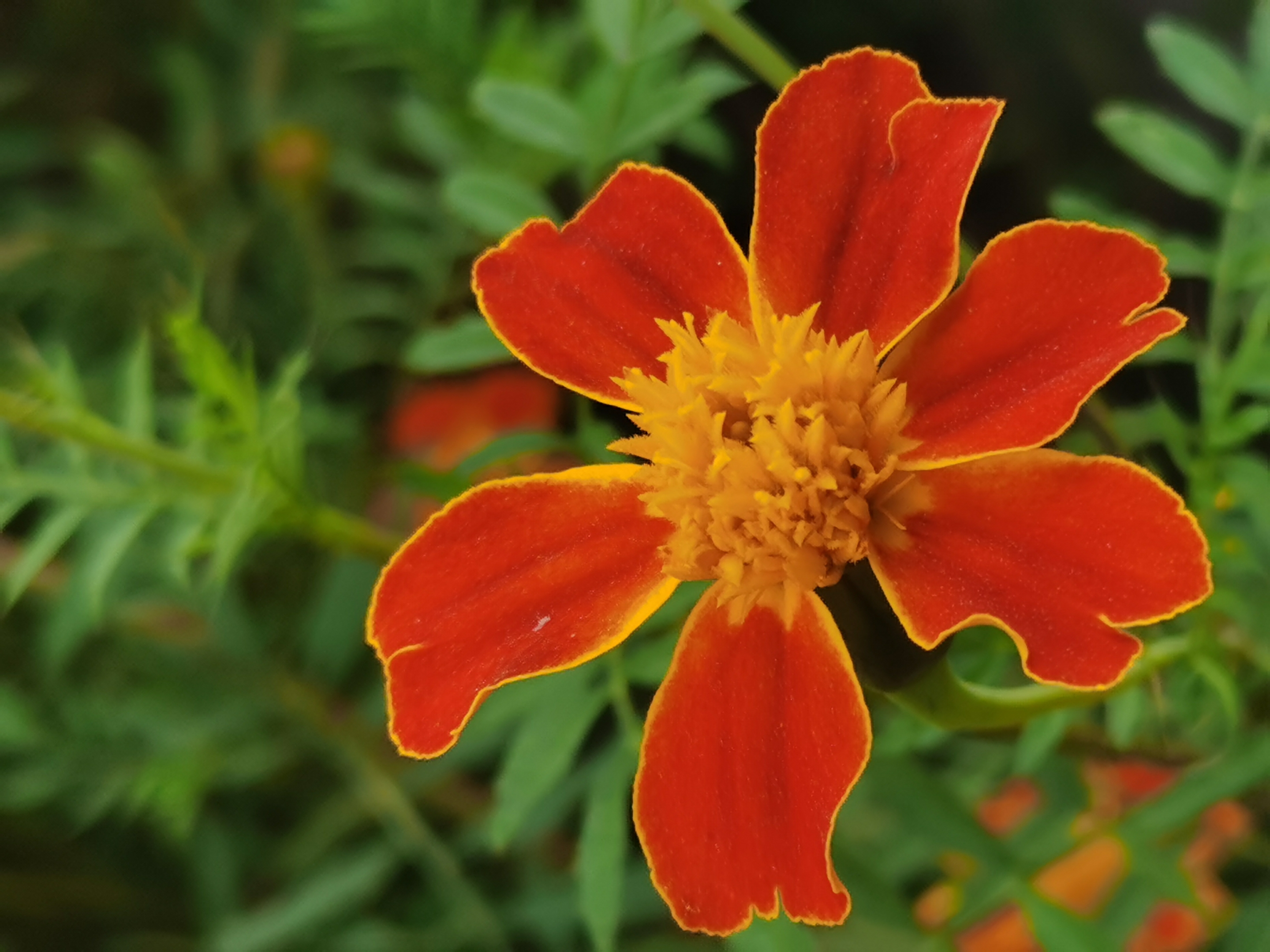 孔雀草(二)(首发)