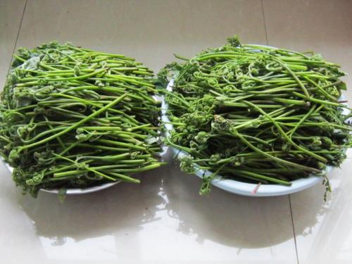 去火芨芨菜车前子药用种子车前菜利水利尿有功效