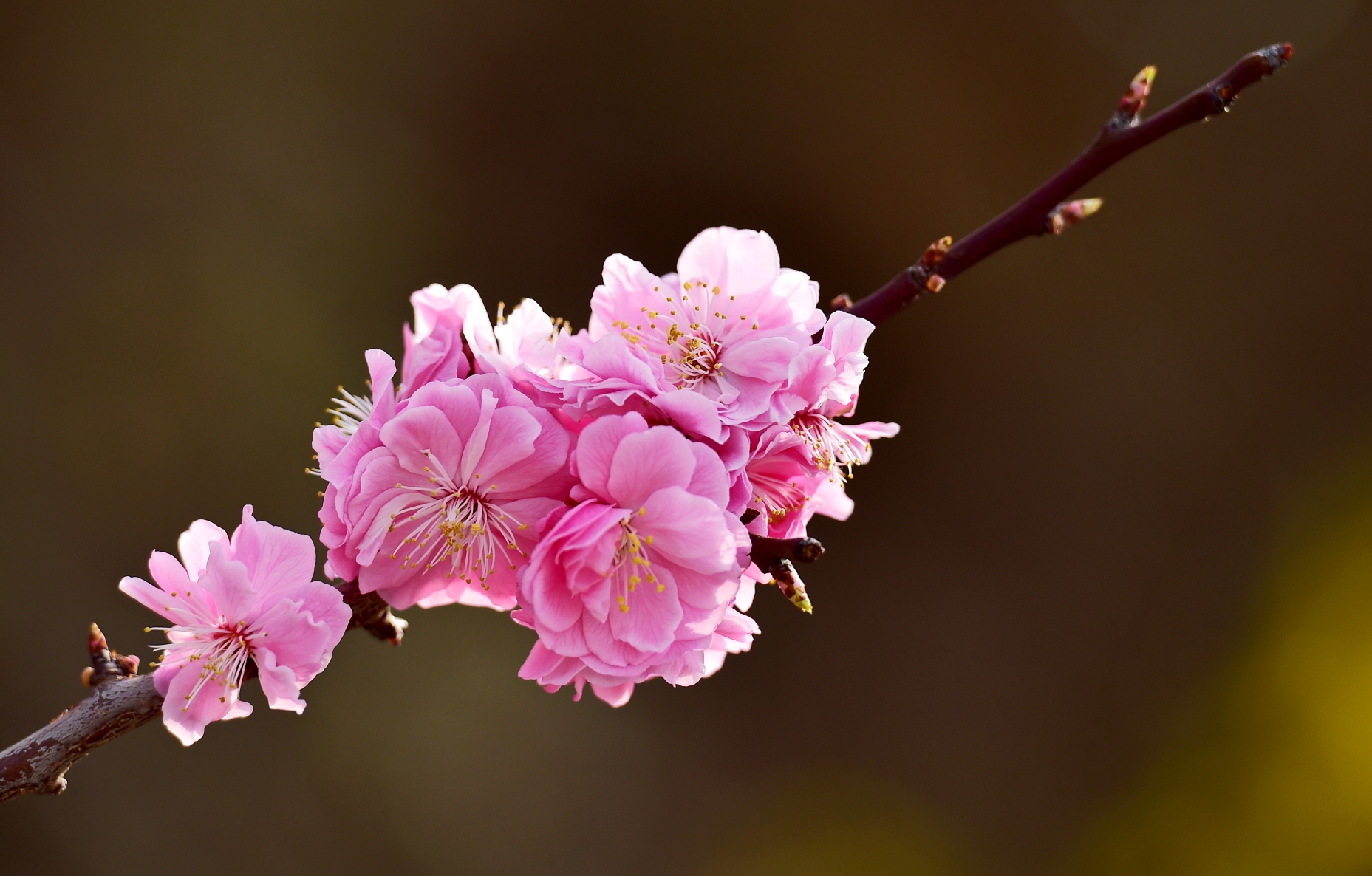 青岛十梅庵公园的梅花