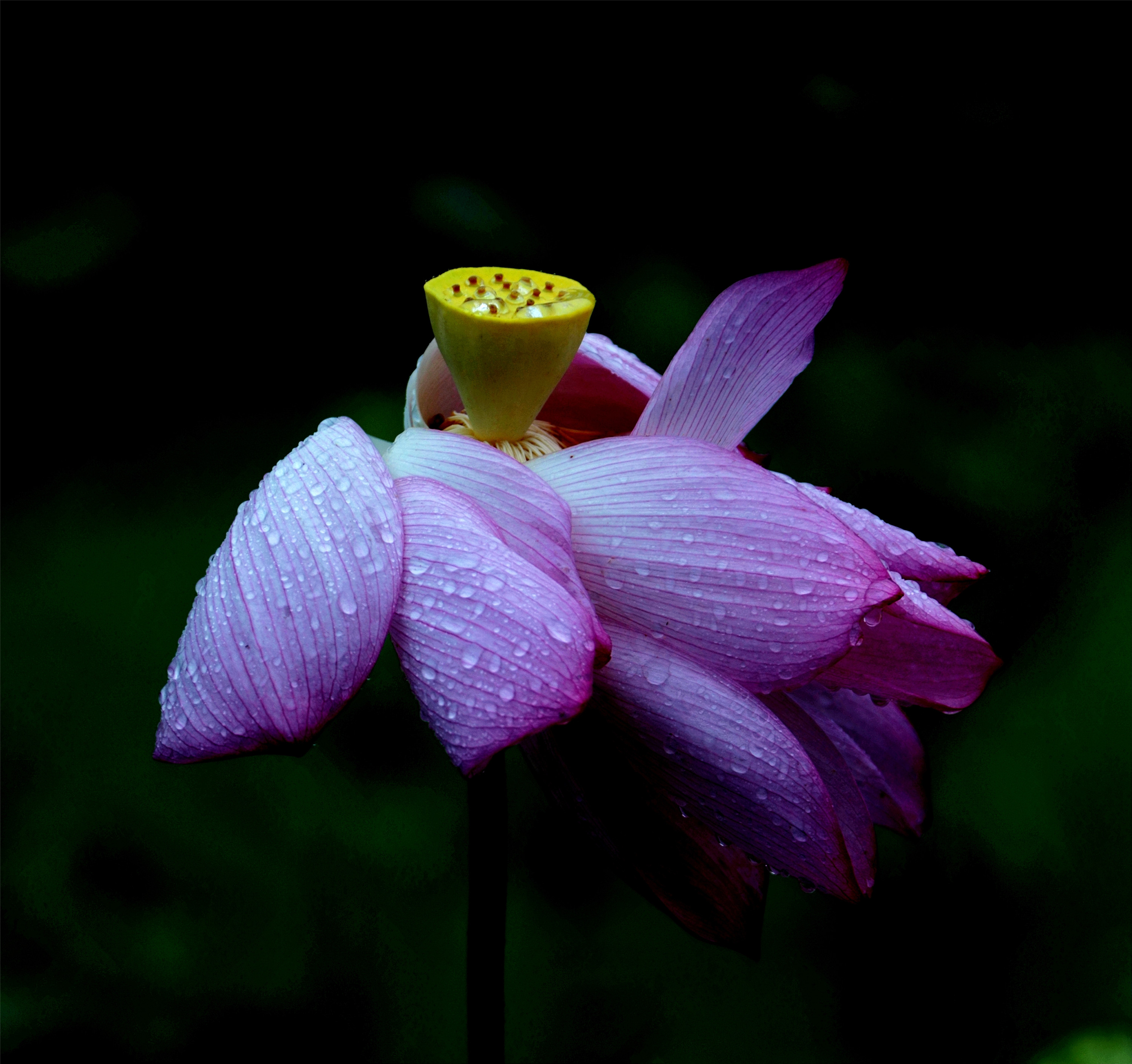 雨中的荷花,即为雨荷是历代文人墨客所钟爱的创作题材