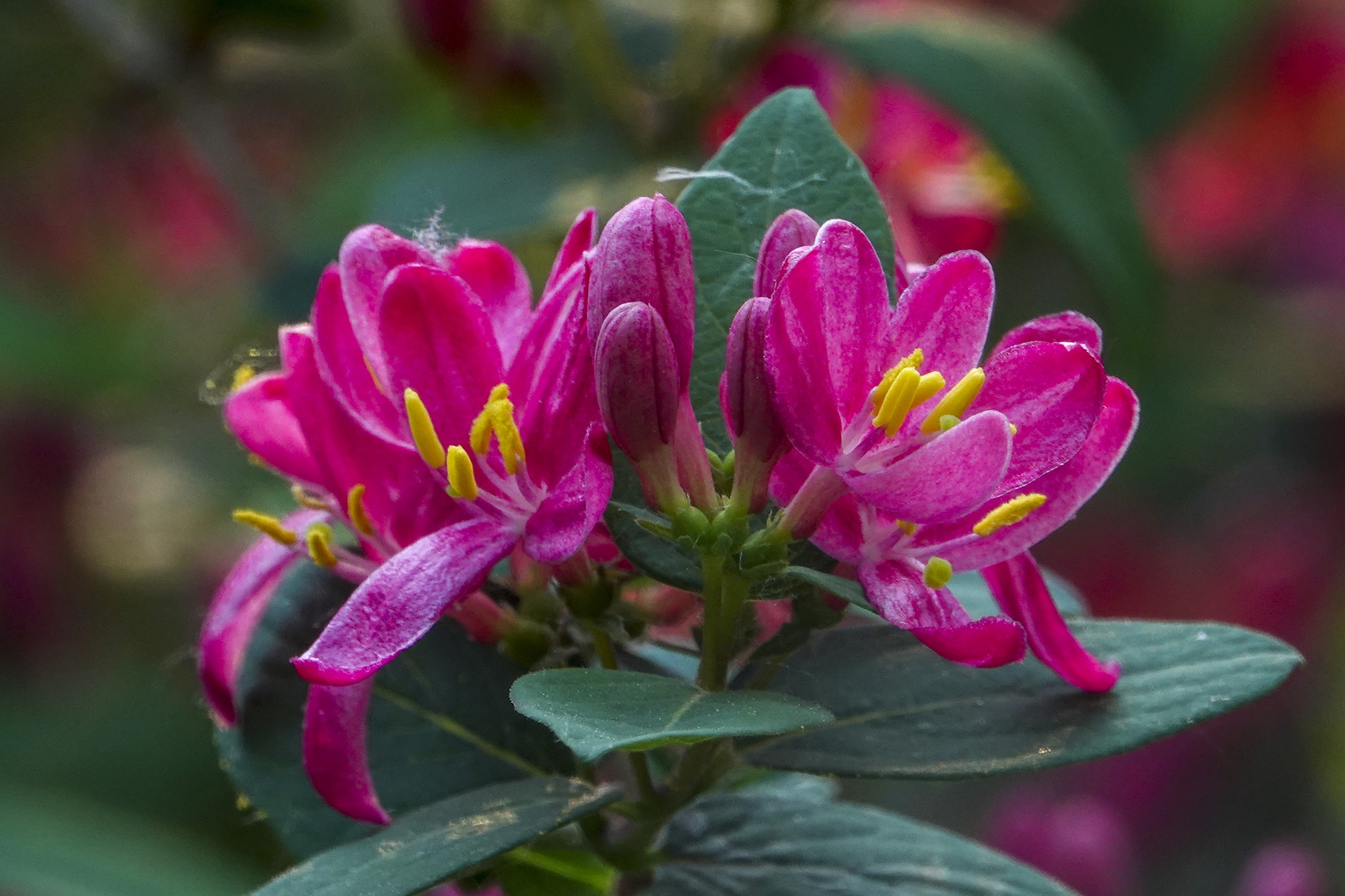 红花忍冬【vv首发】