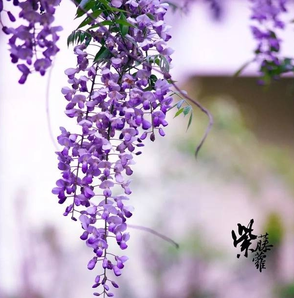 【原创首发】写给紫藤花的三行诗