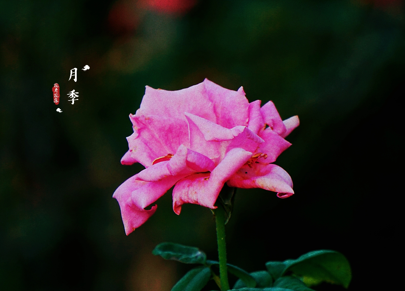 妩媚的月季花-5(首发)