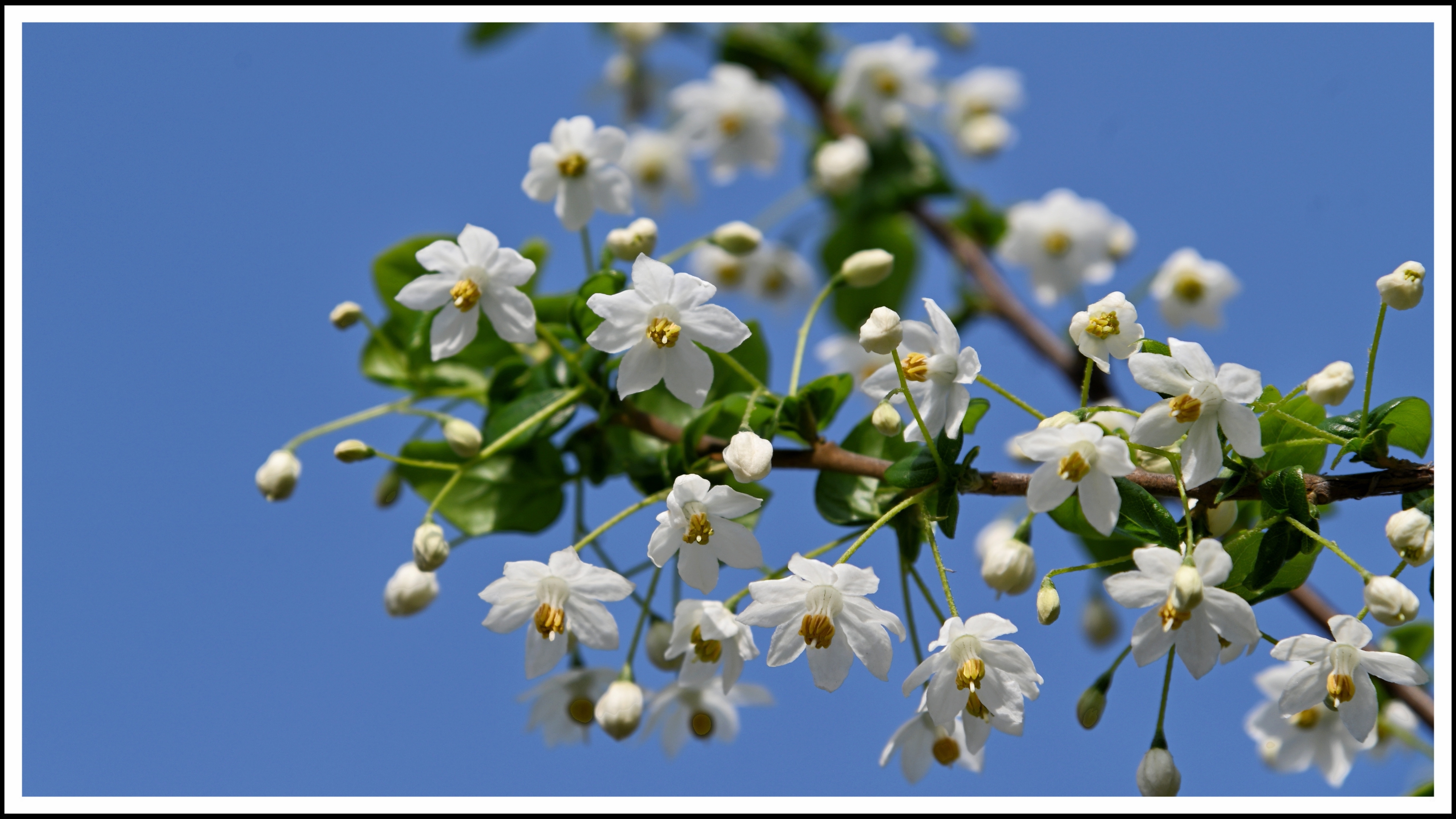 秤锤树《首发》