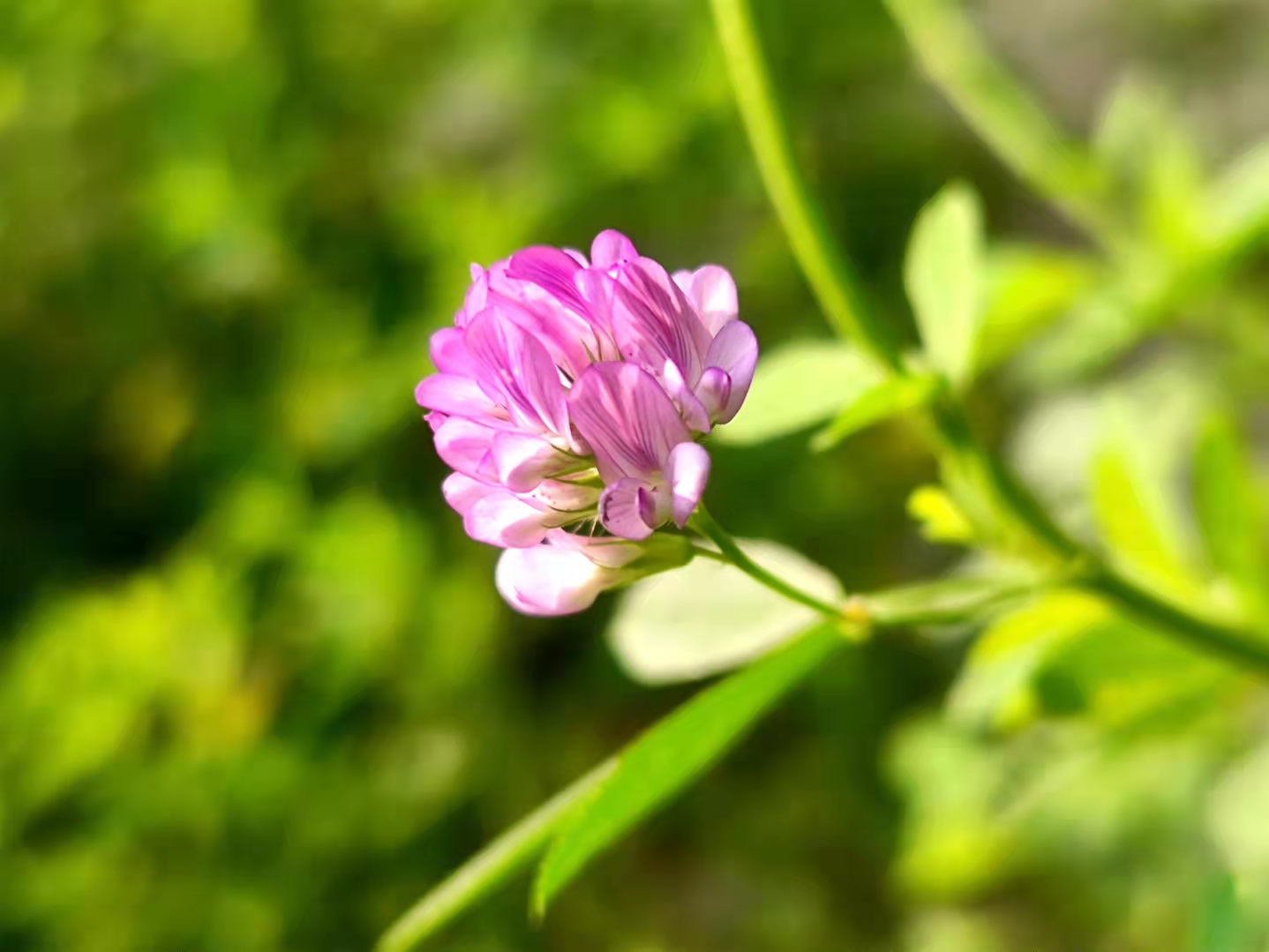 微距苜蓿花〔vv首發