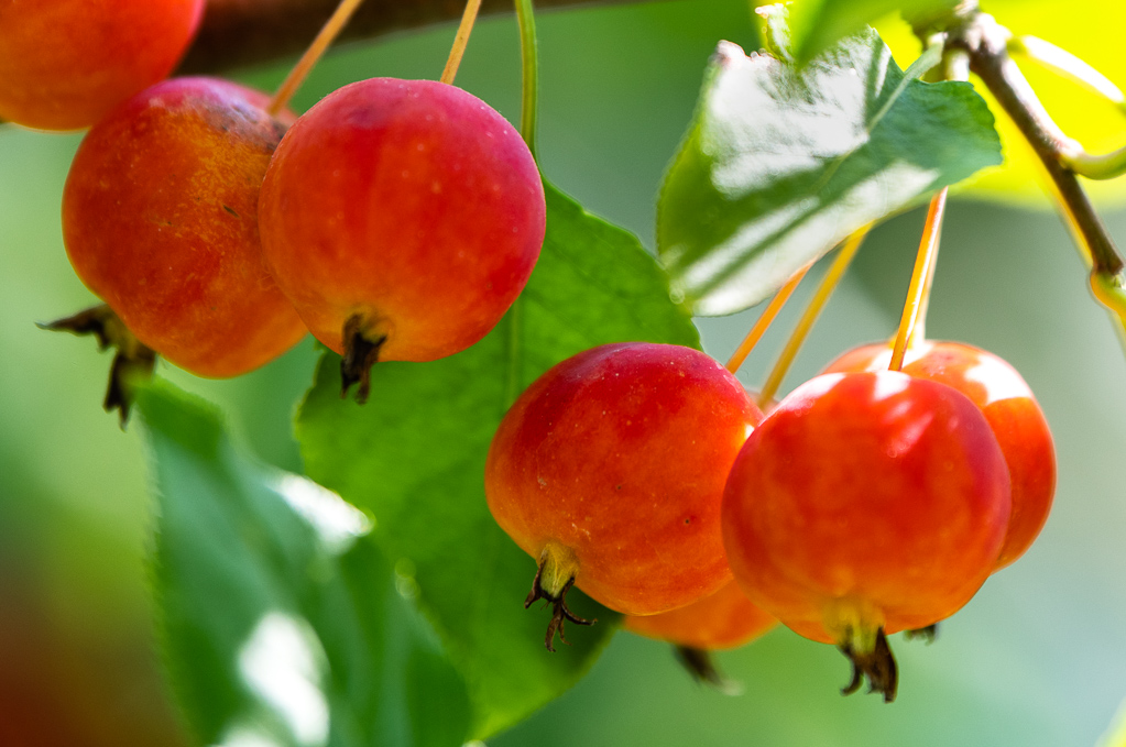 秋果挂枝头 满眼是幸福