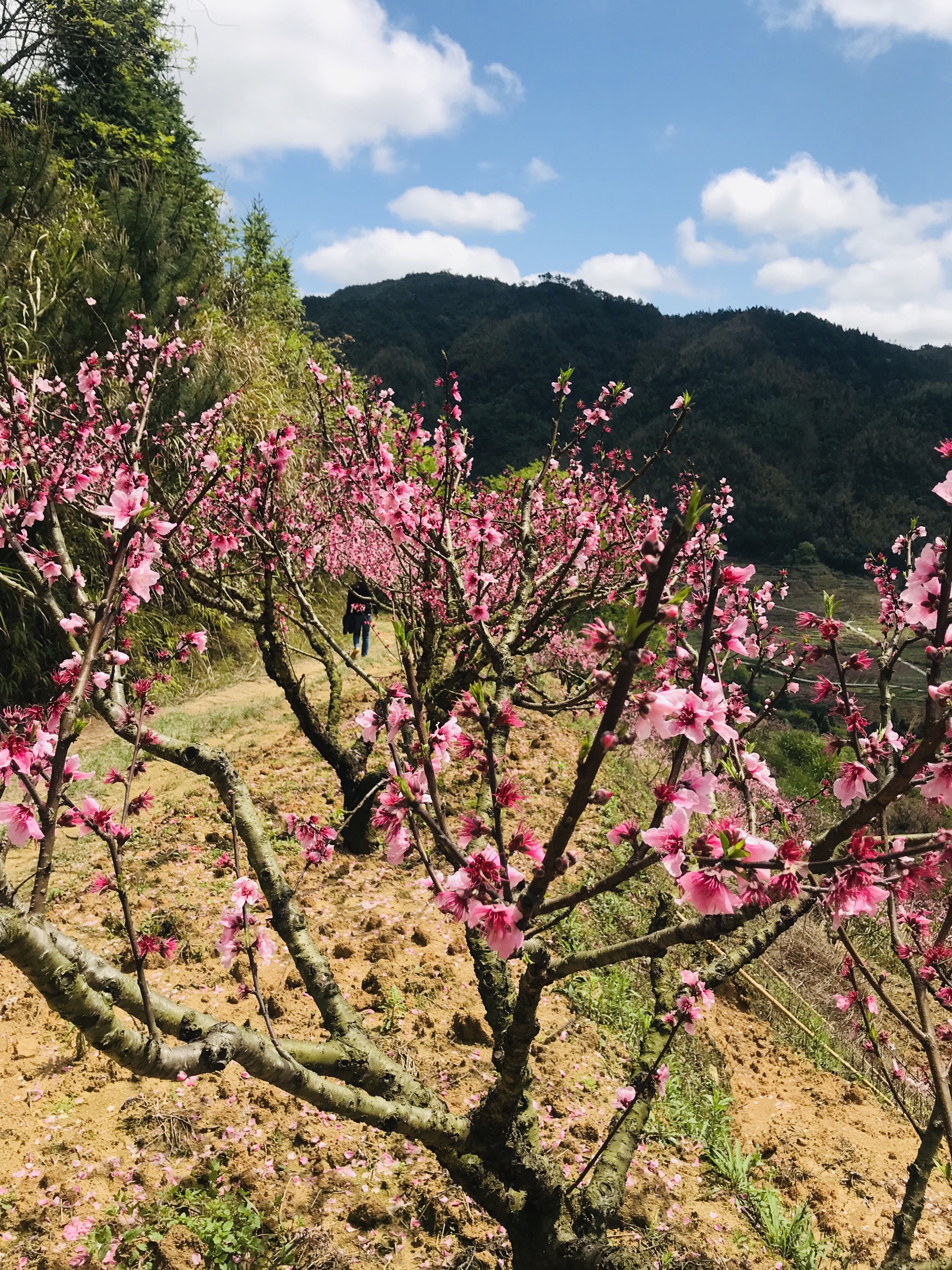 20200401古田临水宫兰坦村赏桃花一日游