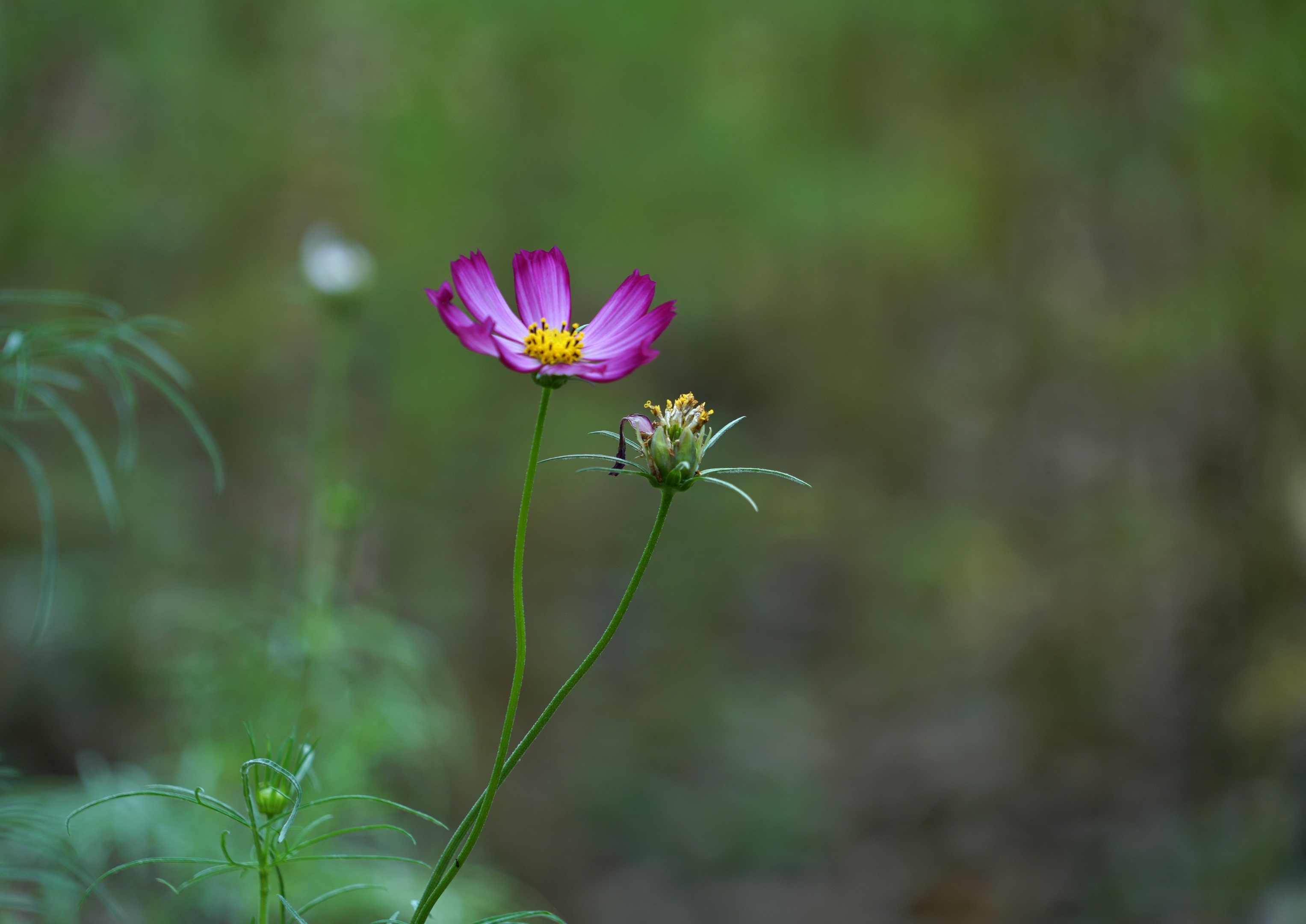 袅袅婷婷八瓣梅 纤枝柔弱姿优美 五彩缤纷不娇媚 风