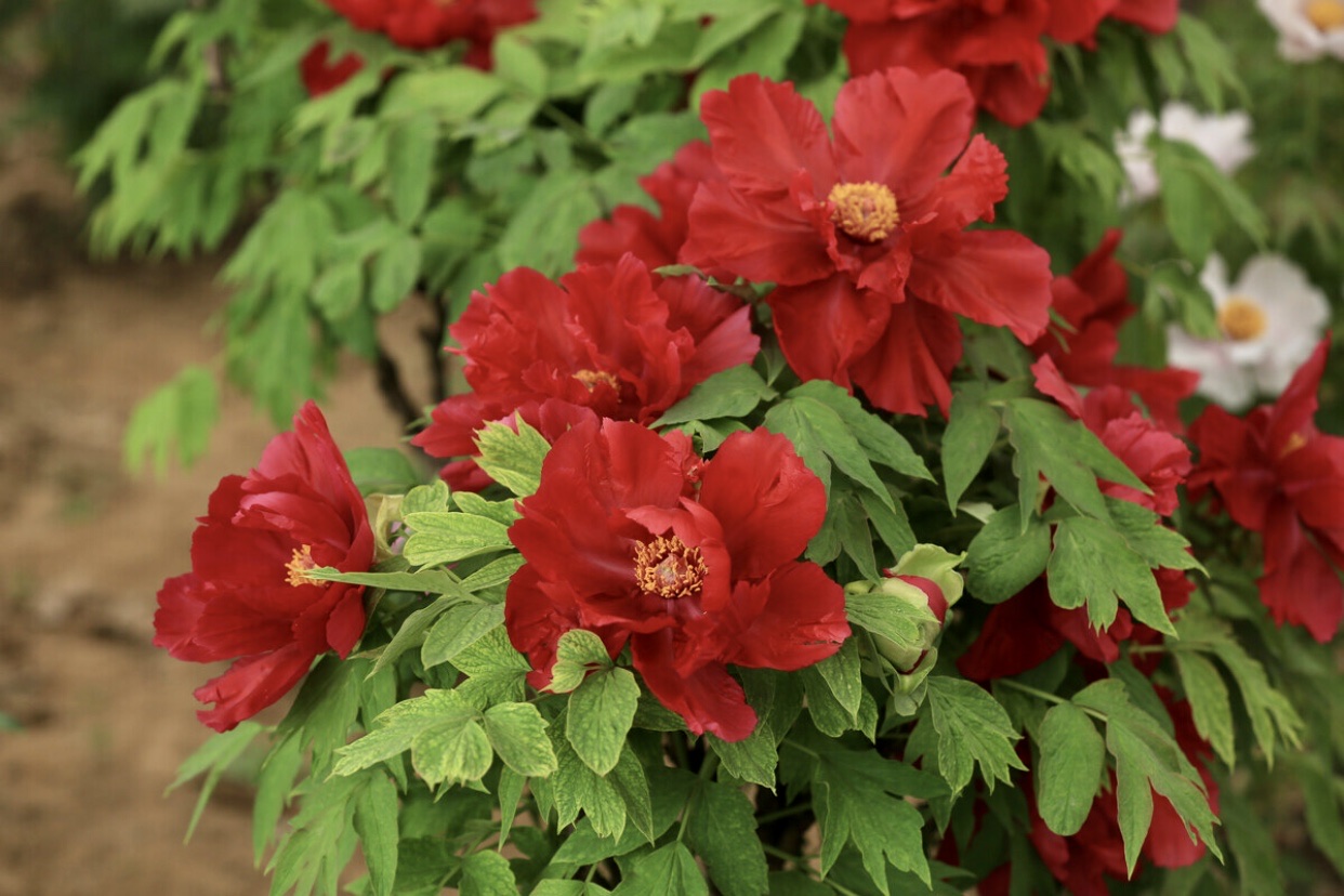 [首发]红牡丹(一)