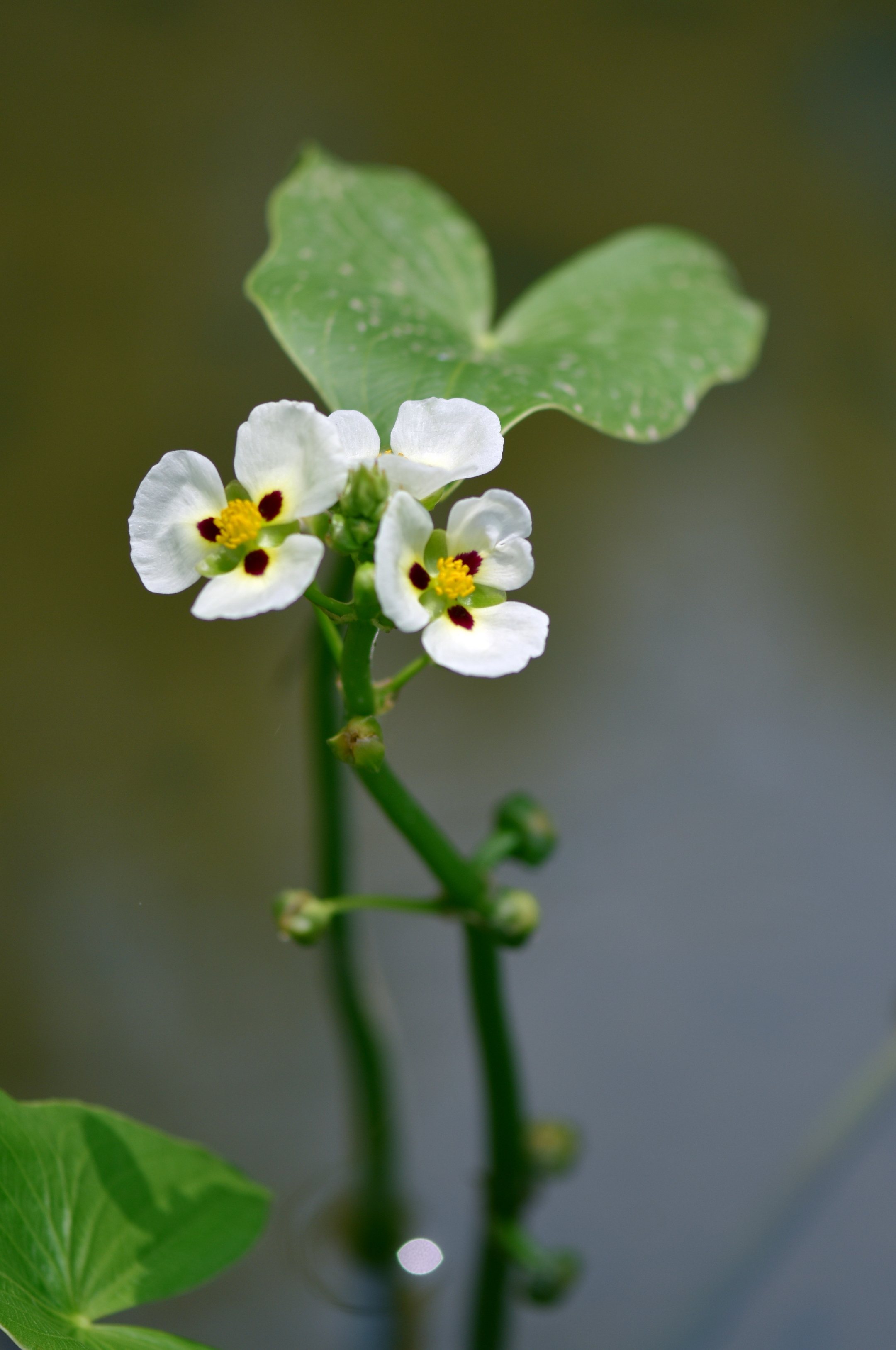 茨菇花图片大全大图图片