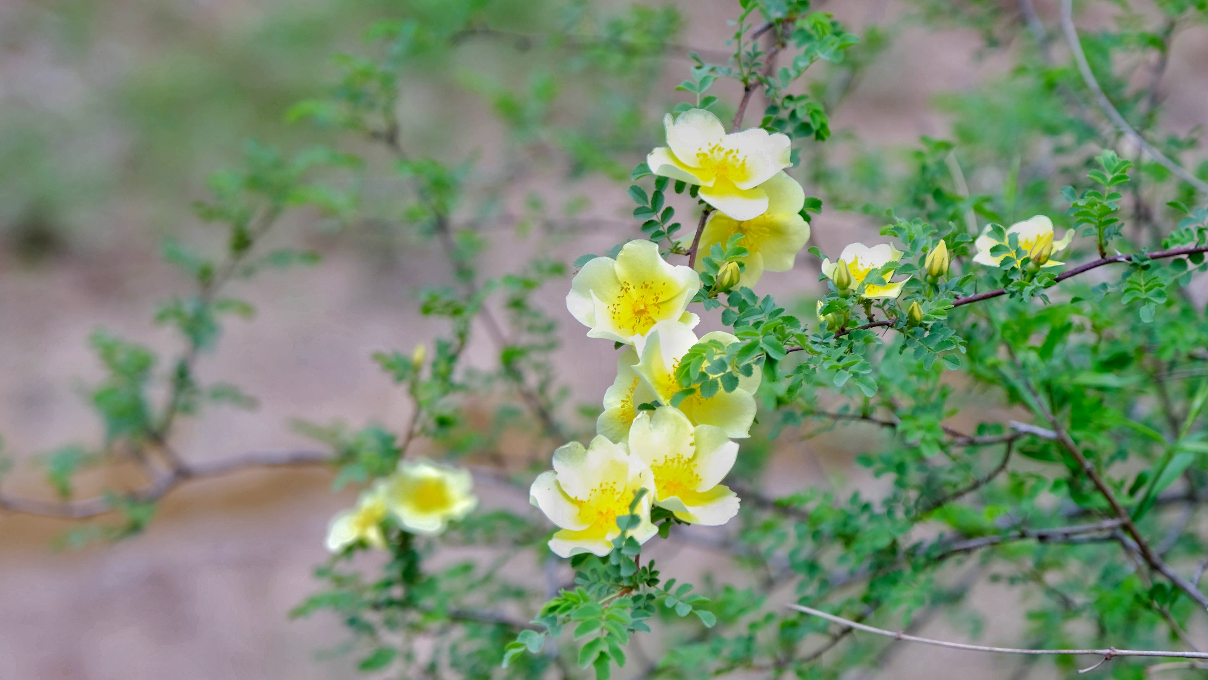 单瓣黄刺玫(2)【vv首发】