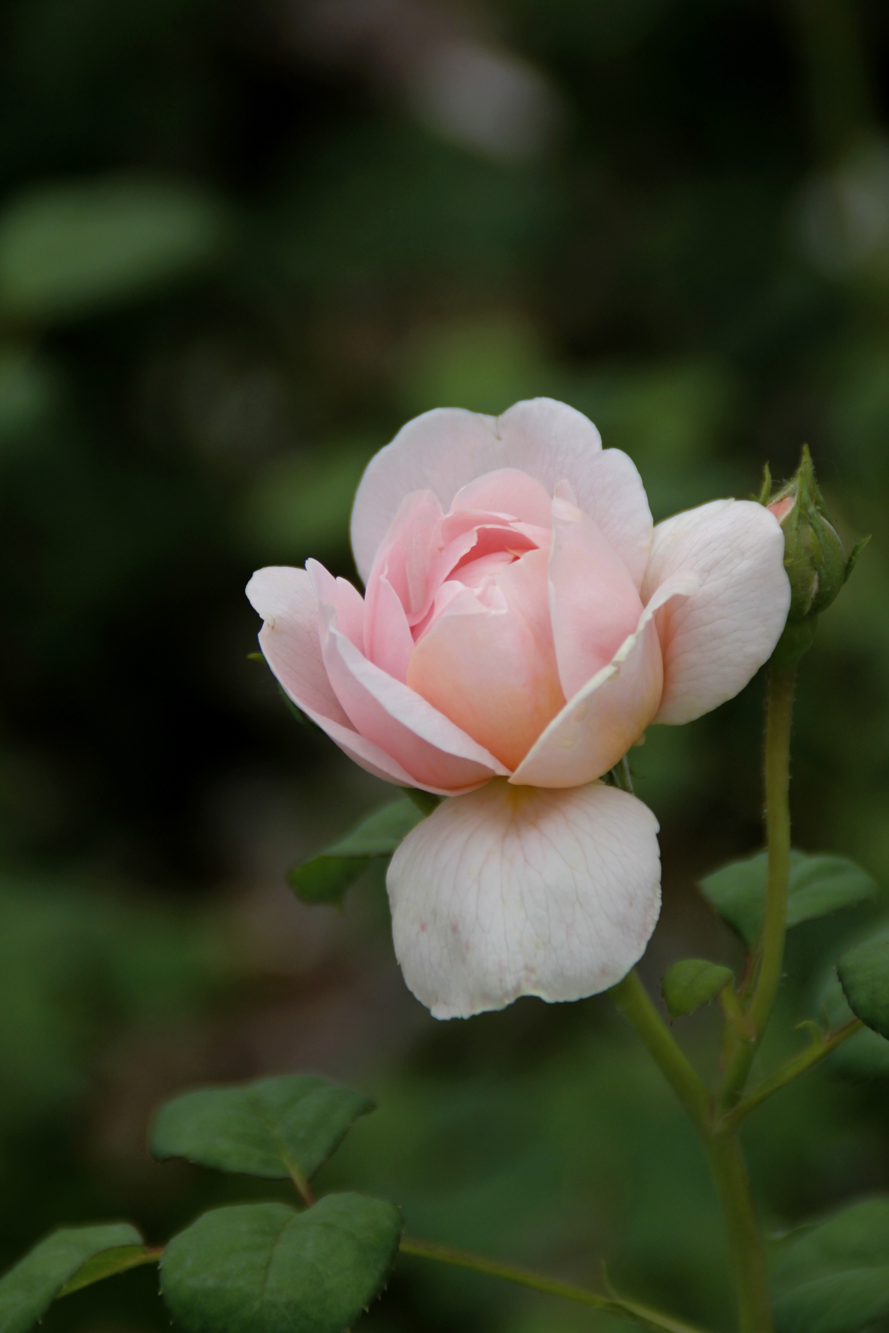 【首发】白粉色月季花②