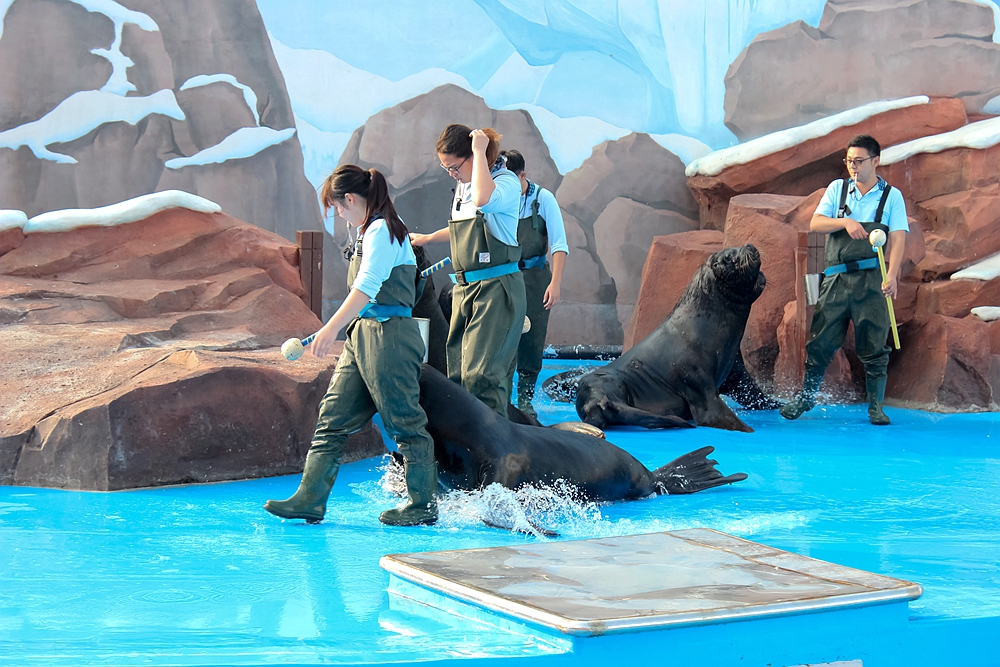 来海兽探秘馆看幽默风趣的驯养师们如何训练憨态可掬的海狮