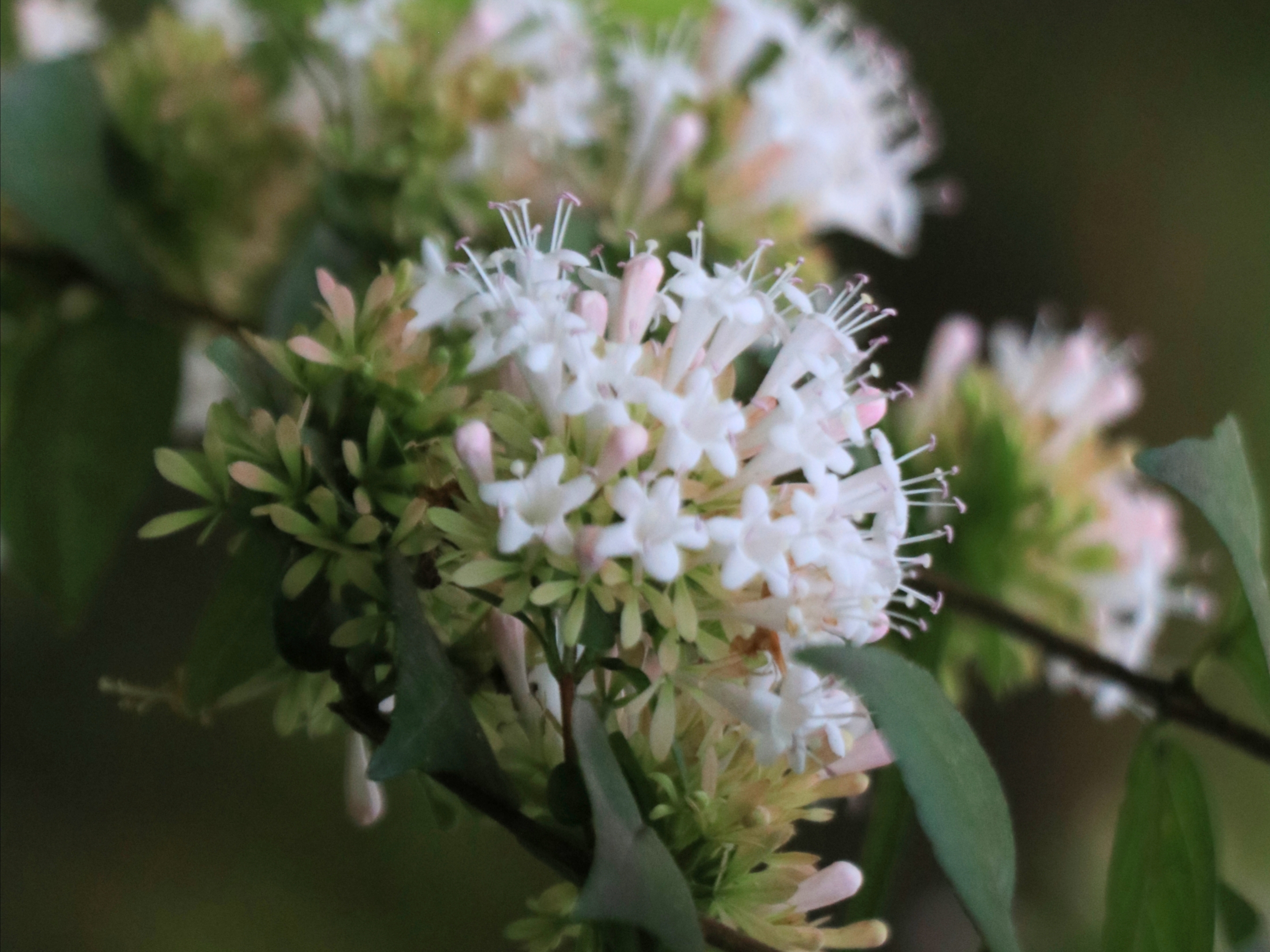 糯米条【首发】