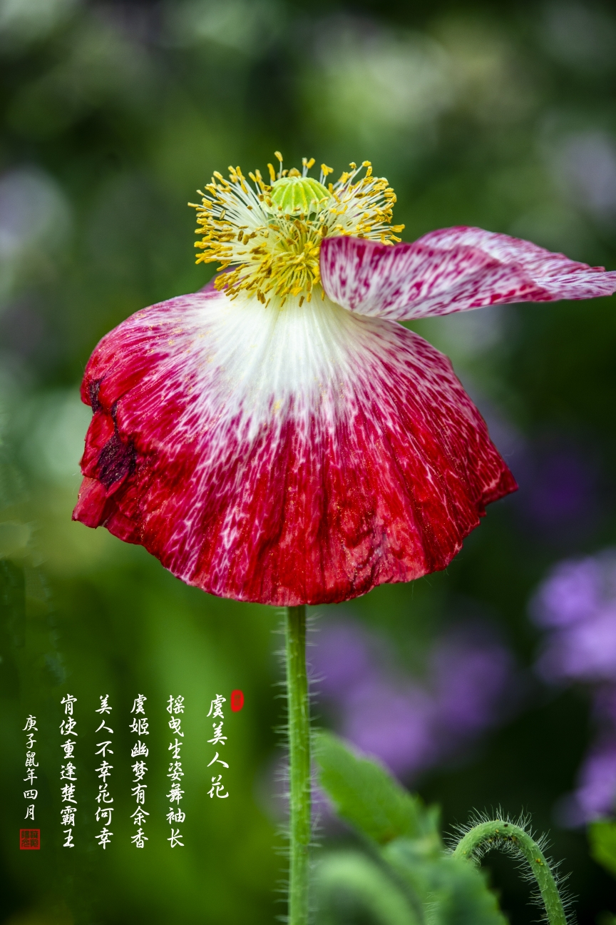 咏虞美人