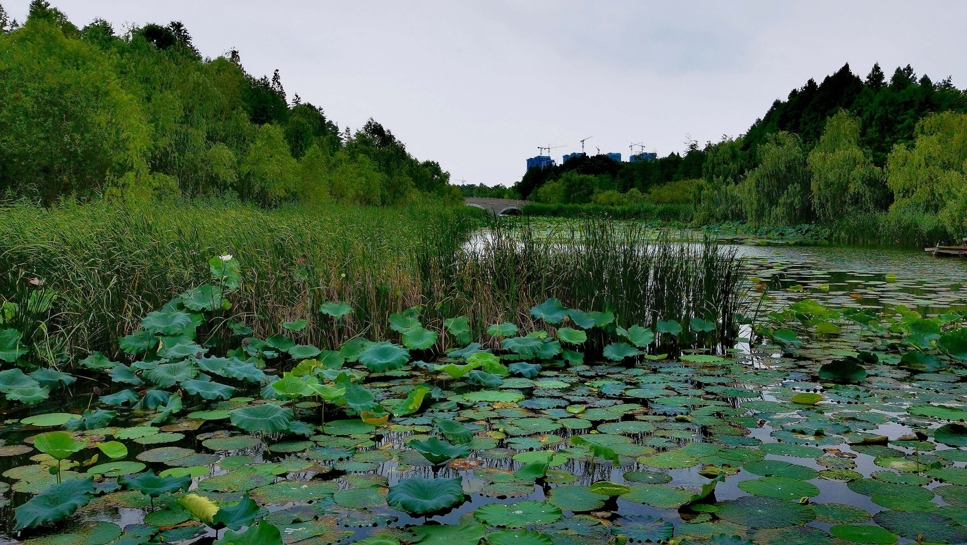 国家湿地潘安湖