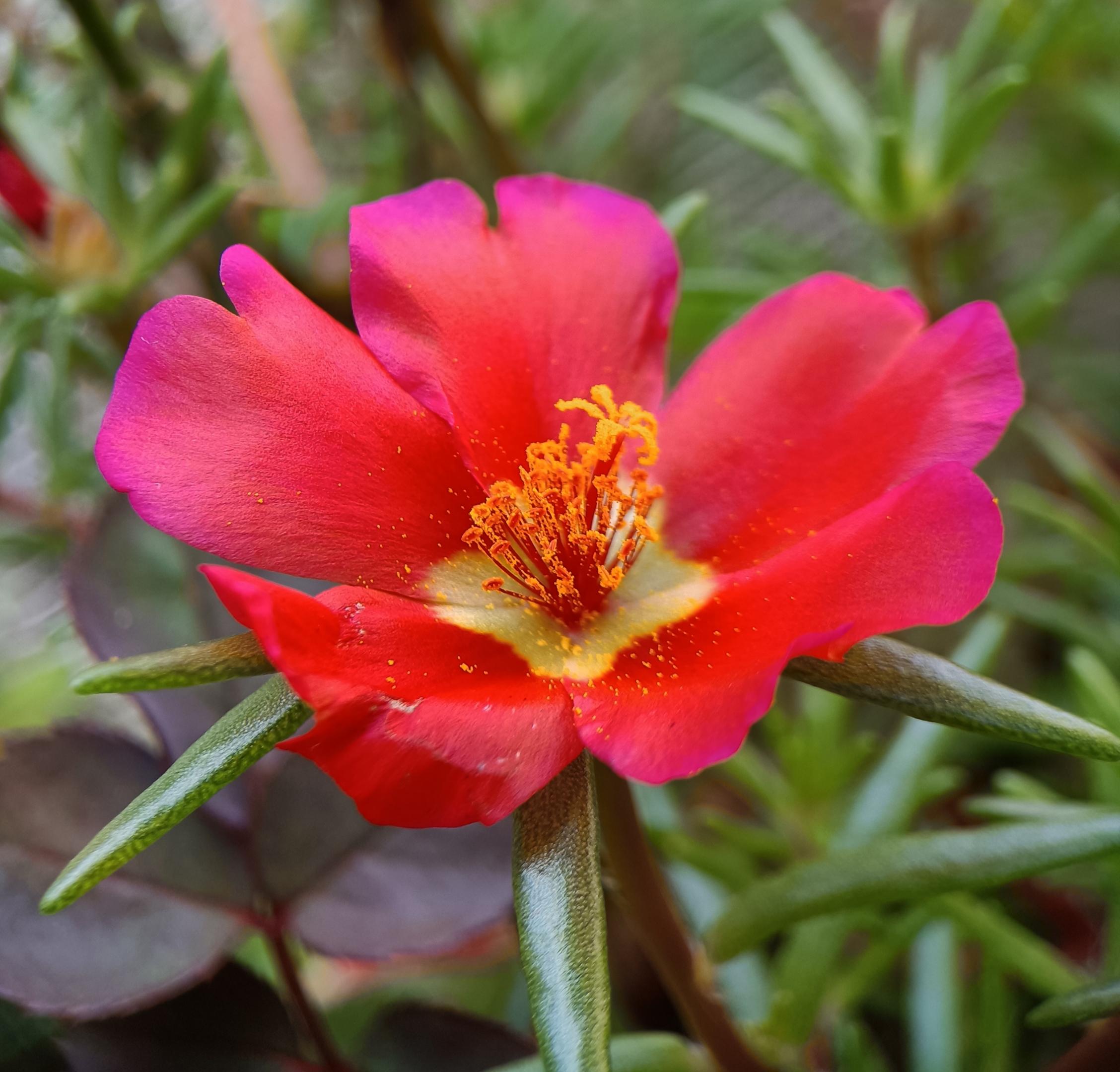 各种颜色的太阳花【首发】