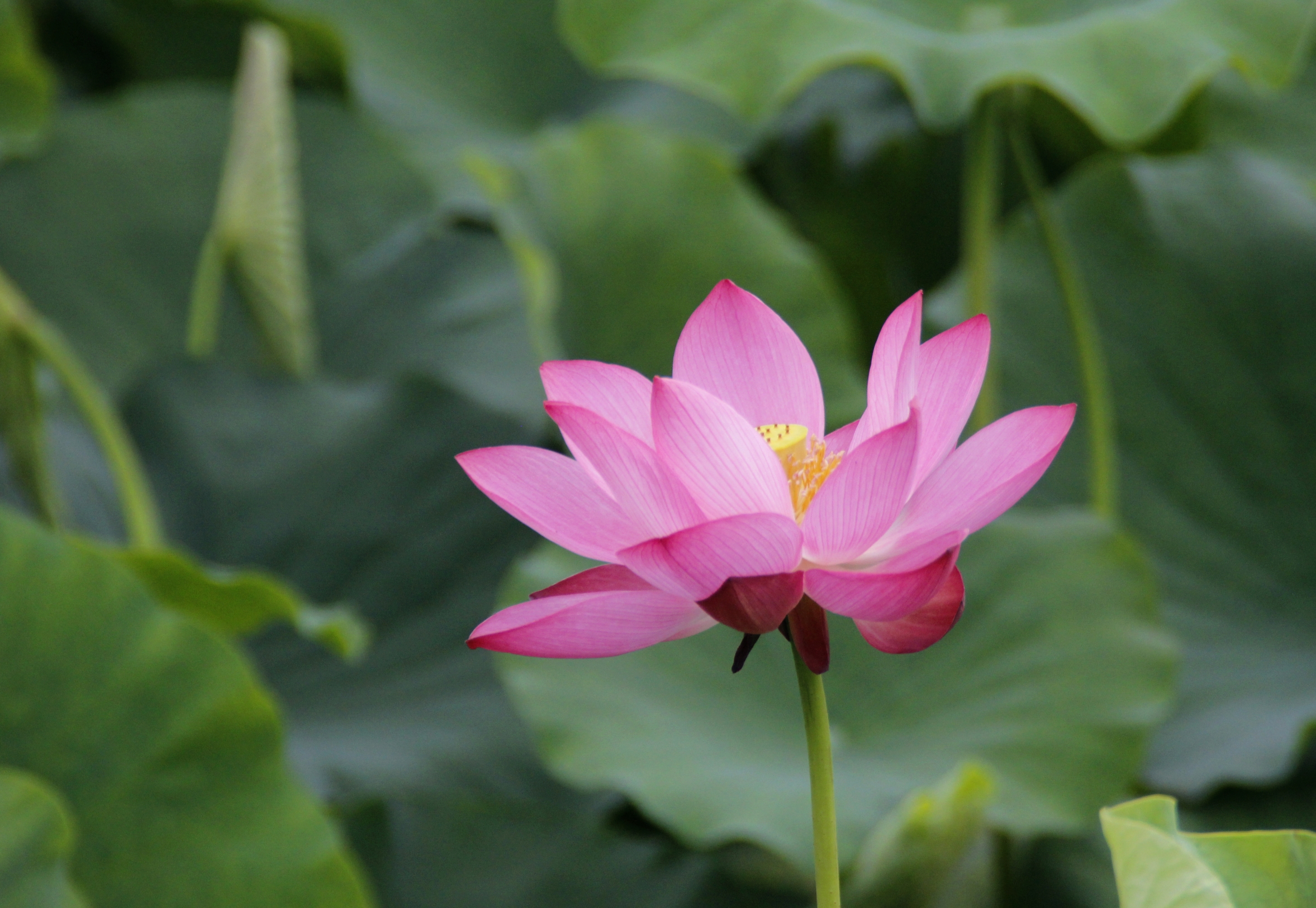 【首发】心似莲花开(11)