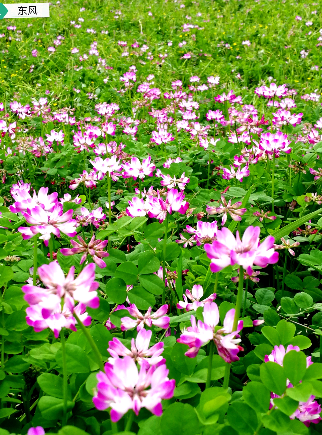 美丽漂亮的草籽花摄影东风21d