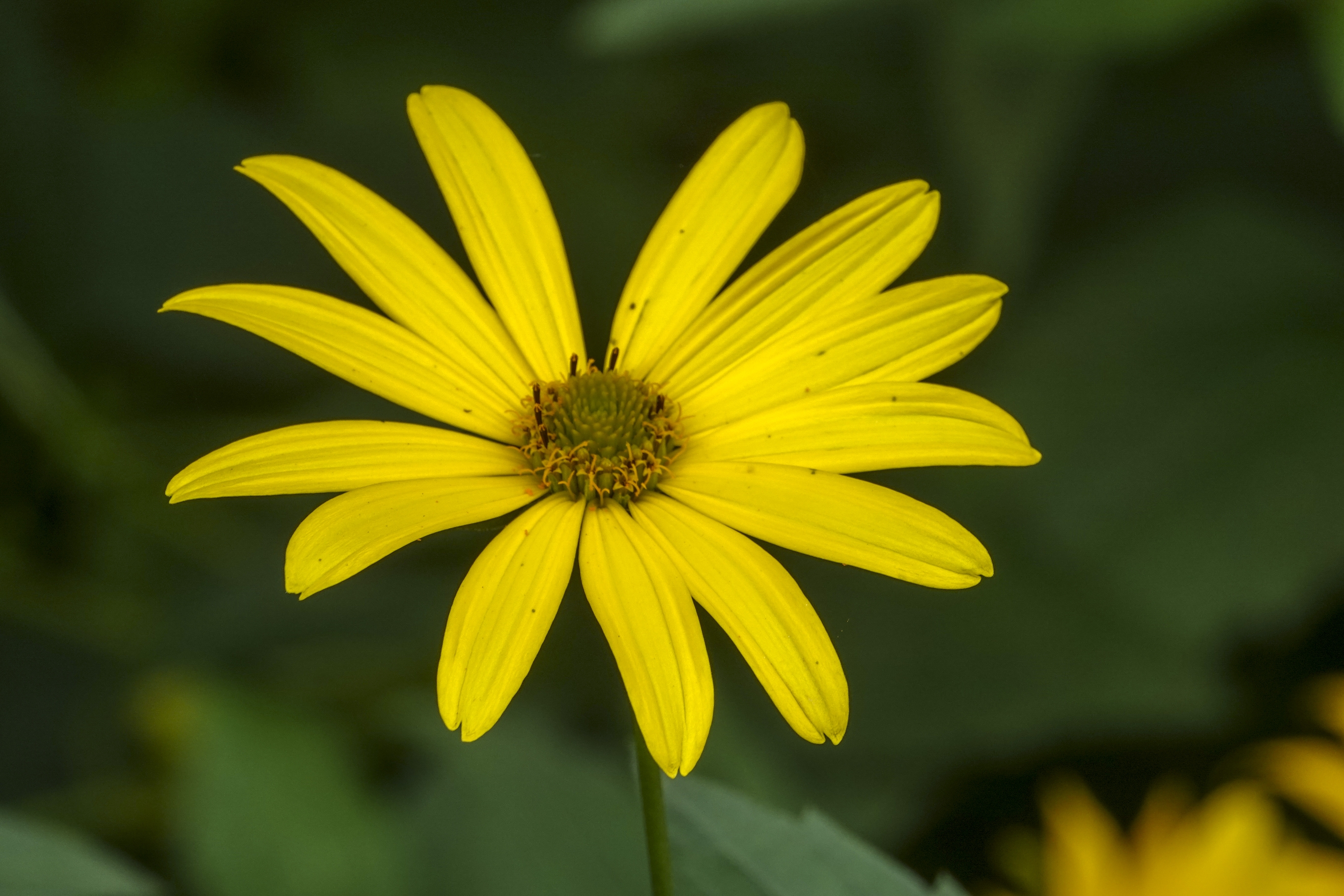 【首发】菊芋花