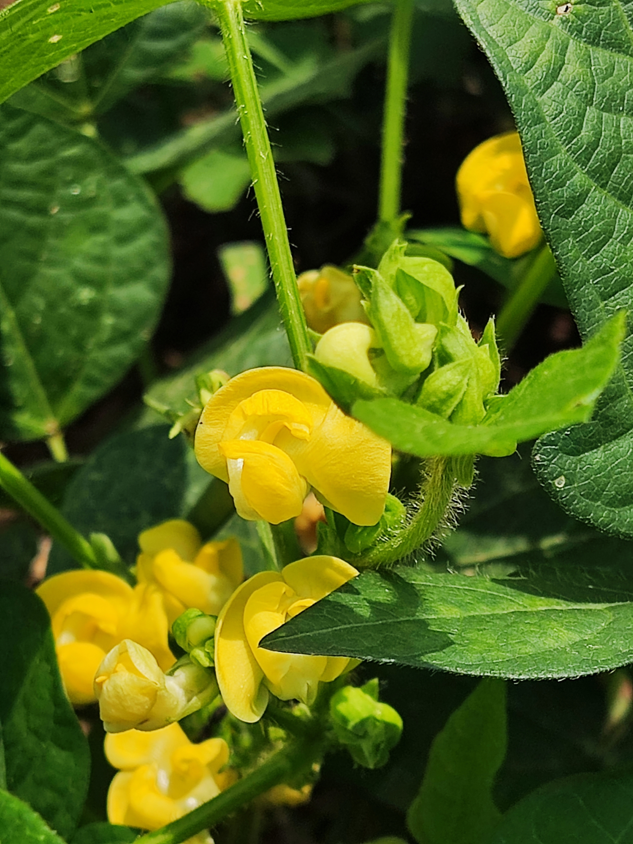 小豆花mom图片