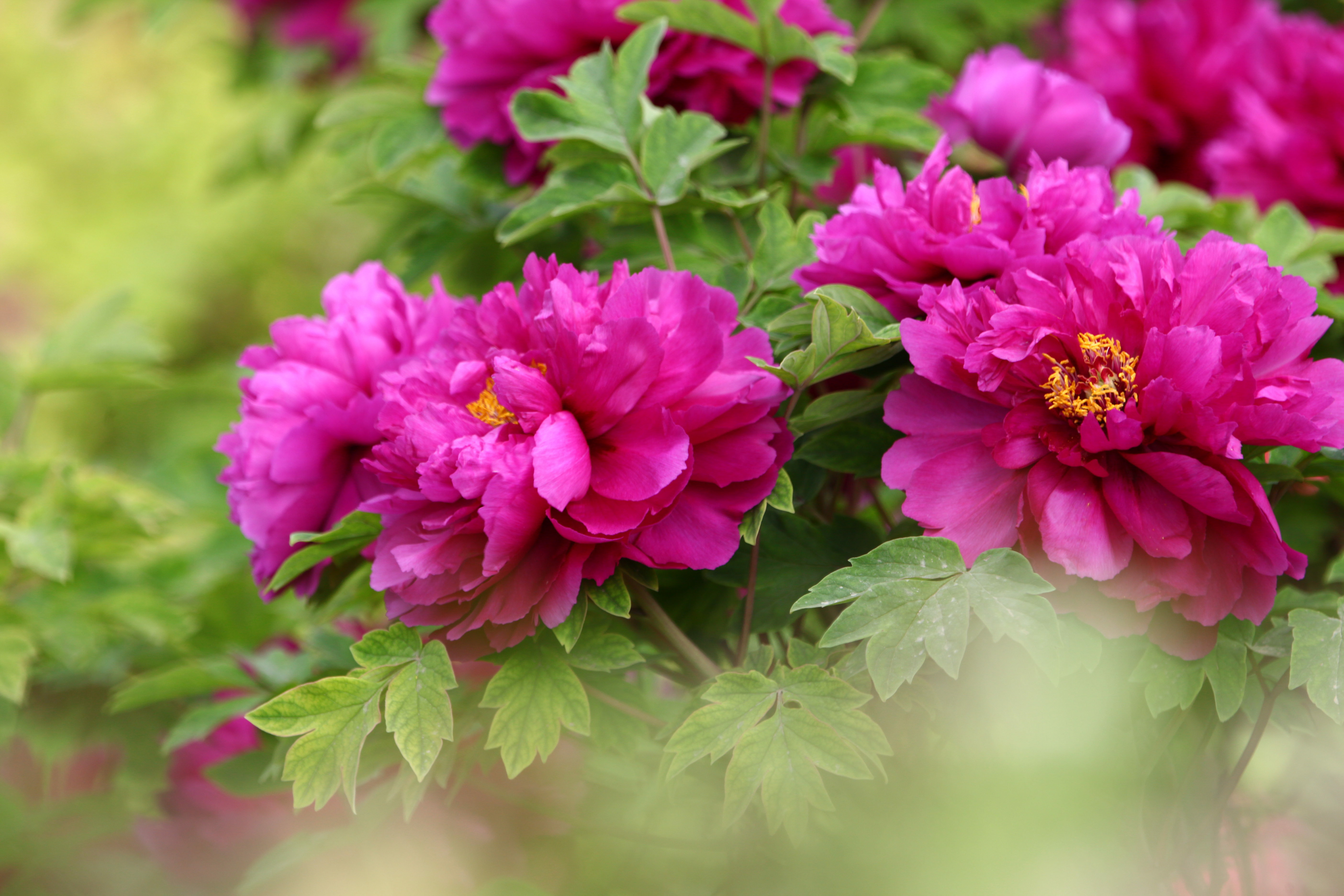 明朝风起应吹尽,晚来唯有两枝残;惆怅阶前红牡丹,○惜牡丹花○白居易